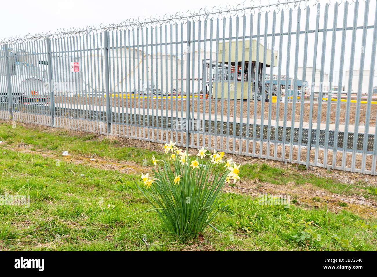 Narcisi che crescono al di fuori di un'area industriale di West Thurrock, Essex, Regno Unito. Serbatoi di stoccaggio dell'olio dei terminali Navigator all'interno di un composto recintato Foto Stock