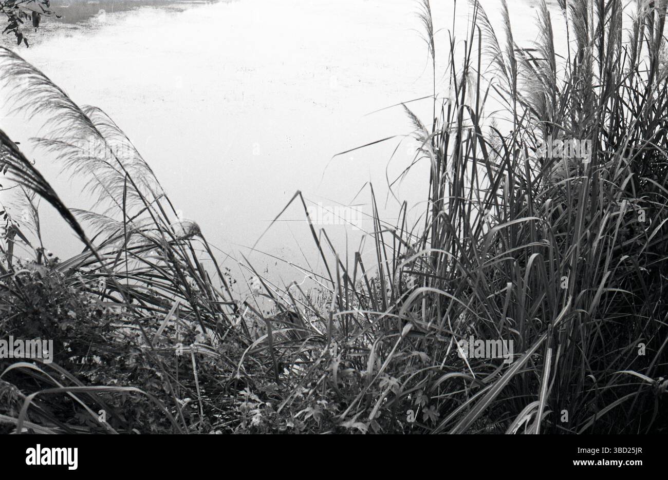 Film in bianco e nero degli anni '2010 Ritratto delle canne a Water's Edge Foto Stock