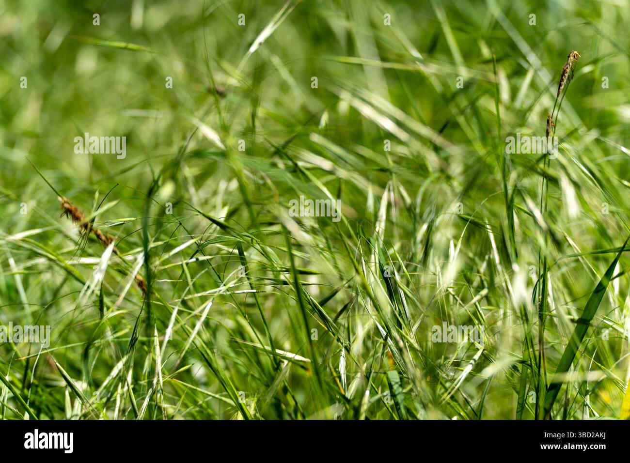 Prato con lame d'erba selvatica. Prato naturale pieno di piccole lame d'erba e teste di fiori. Il movimento del vento è visivamente percepibile. Foto Stock