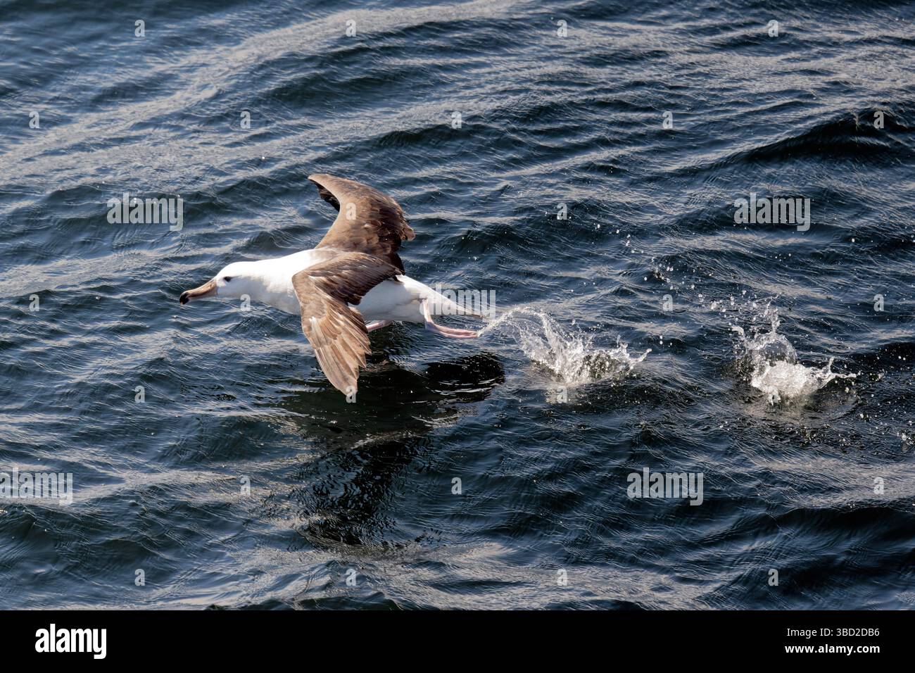Un Albatross con sopracciglia nera nei fiordi cileni Foto Stock