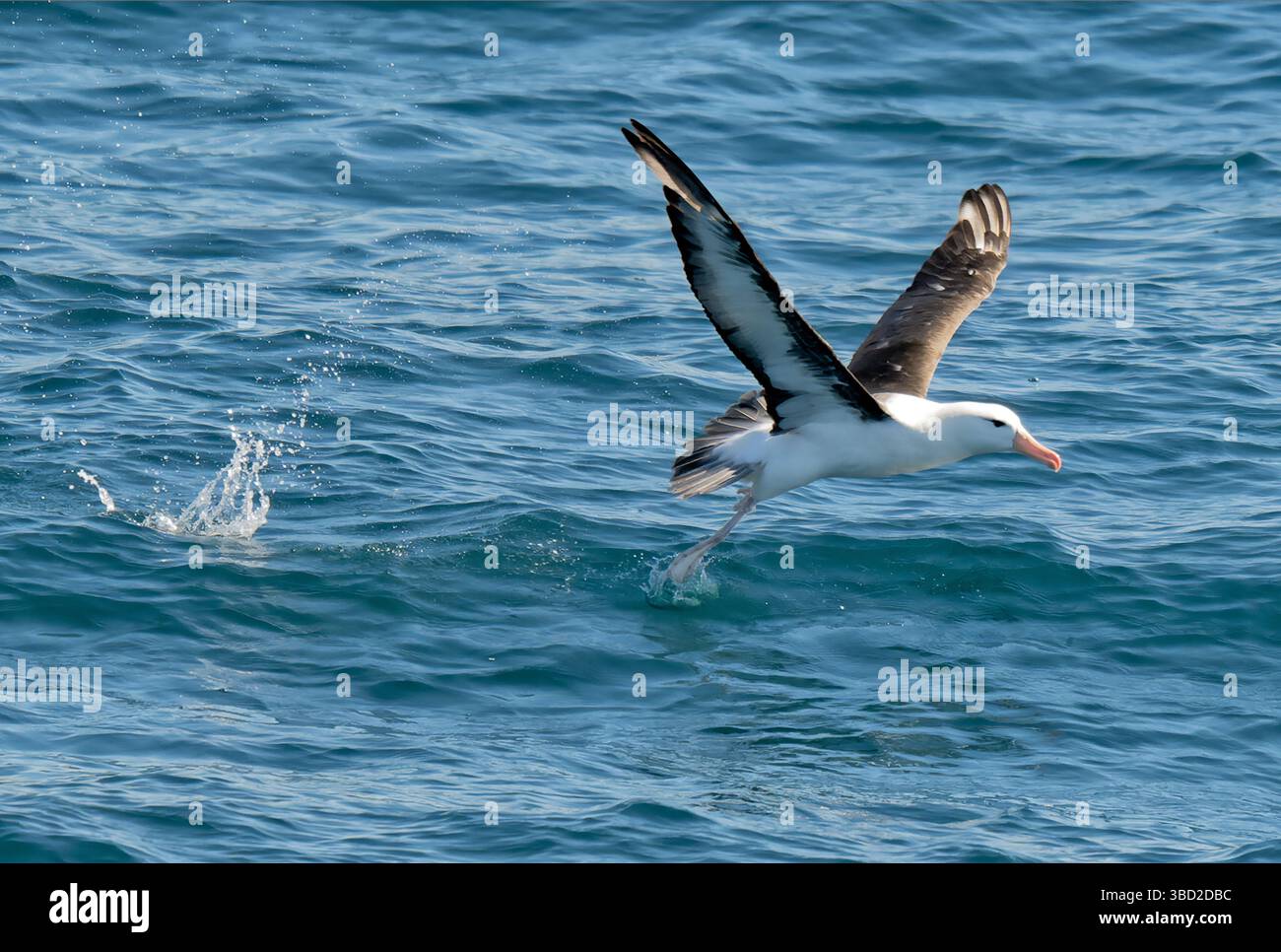 Un Albatross con sopracciglia nera nei fiordi cileni Foto Stock