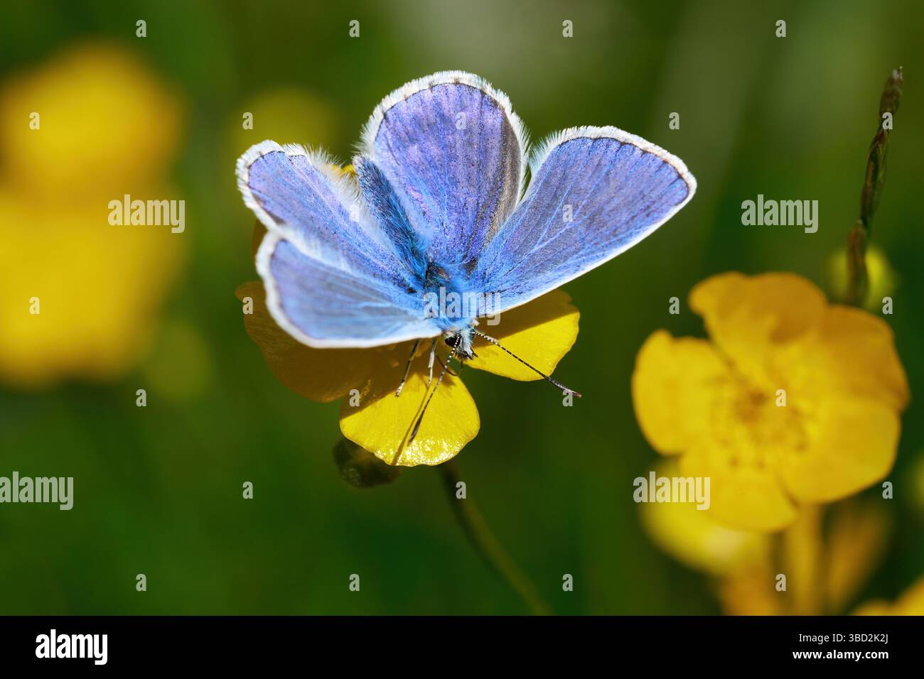 Comune farfalla blu (Polyommatus icarus) maschio su un fiore di tazza Foto Stock