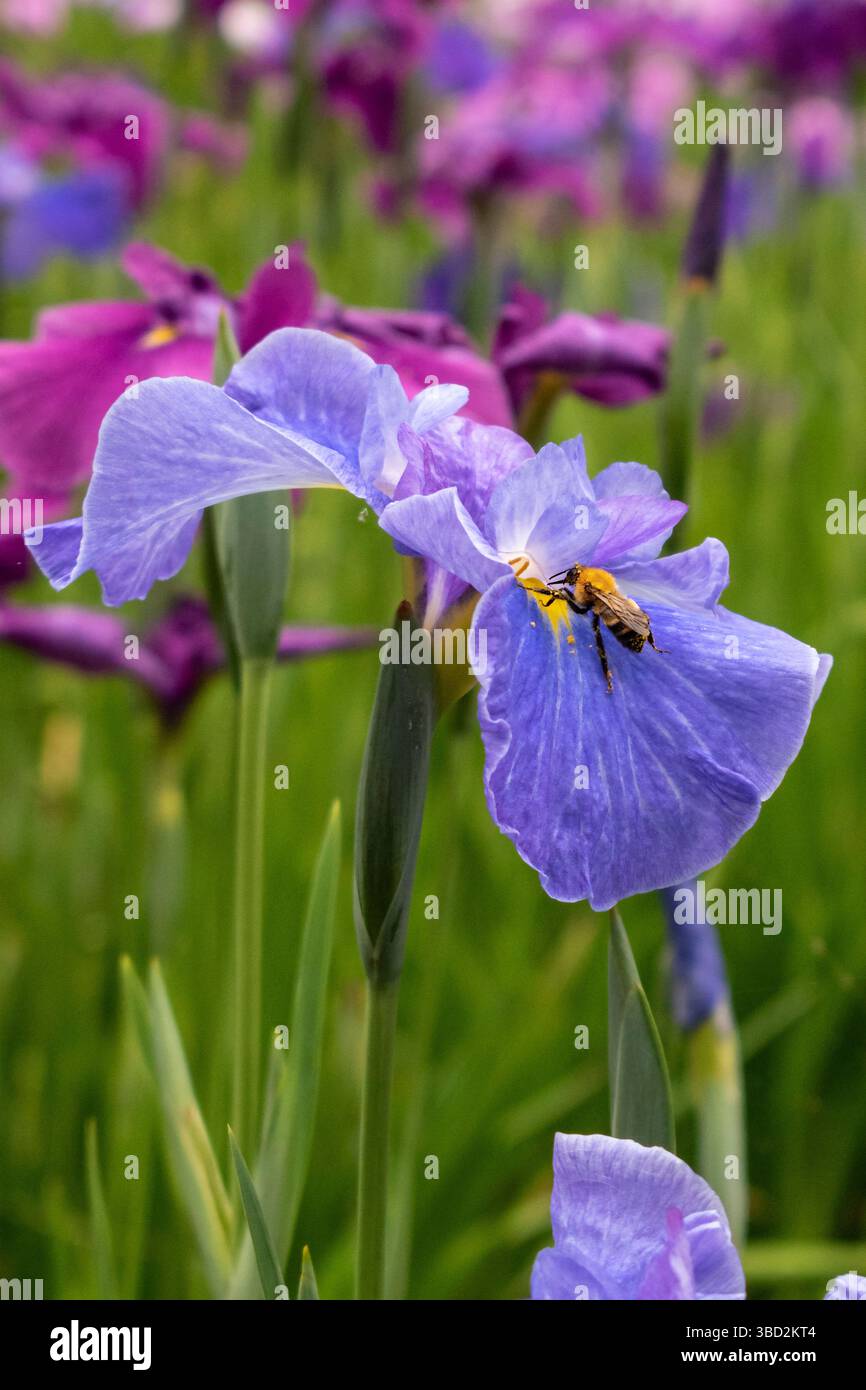 Un'ape raccoglie il polline da un Iris lilla in fiore nei raggi caldi del sole. C'è molto polline sulle gambe dell'ape. Foto Stock