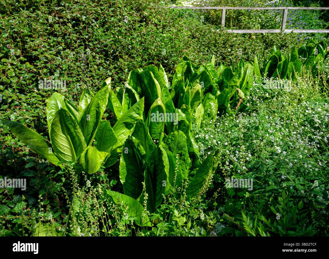 Prolifica colonia di Skunk Cabbage Lysichiton americanus nel giardino boschivo di Hidcote Manor Gardens wiltshire Regno Unito Foto Stock