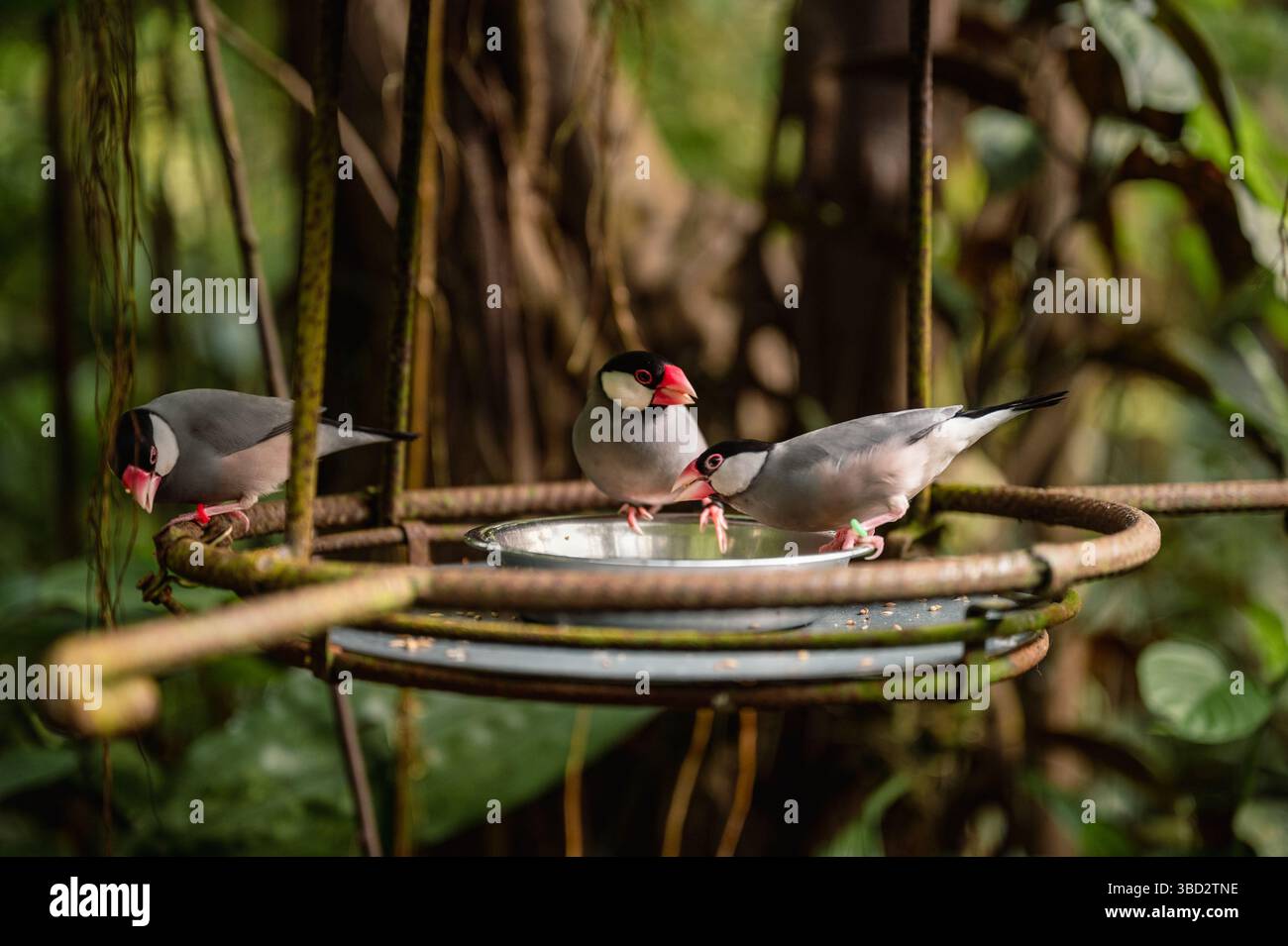 Giava Sparrow - Padda oryzivora. Primo piano Foto Stock