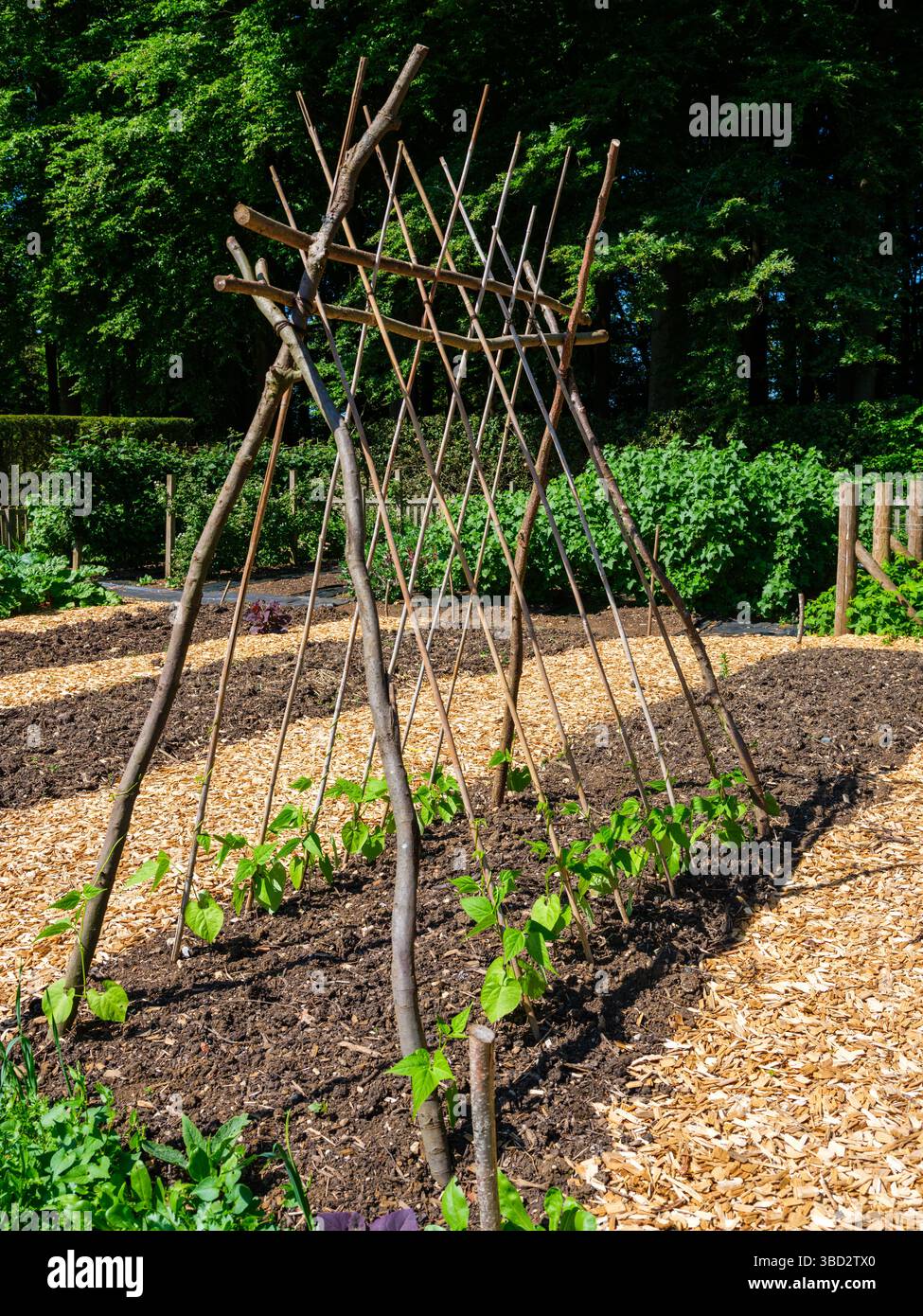 Grandi canne di fagioli in primavera a Hidcote Manor Gardens Wiltshire UK Foto Stock