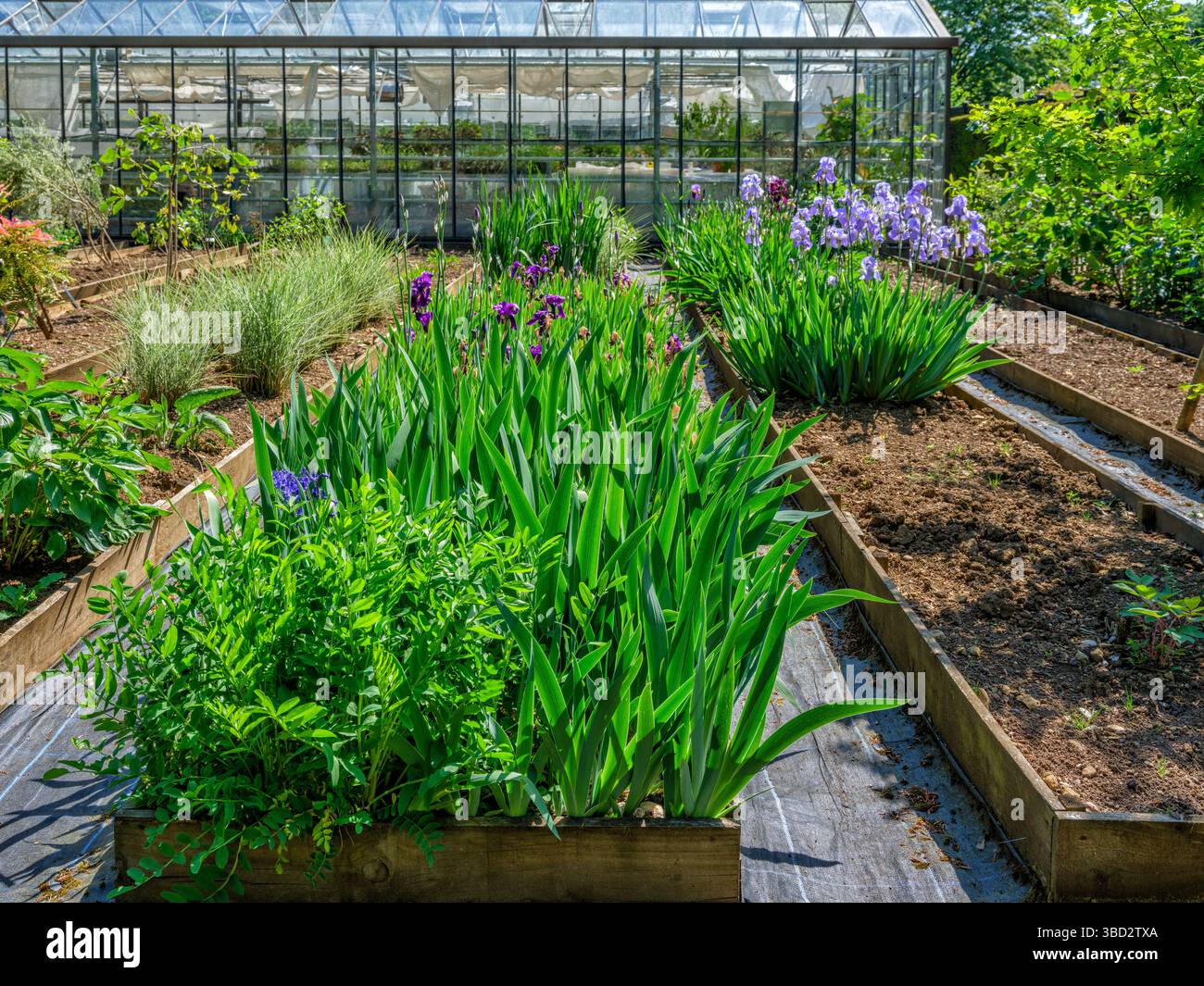 Letti rialzati nel giardino dell'Hidcote Manor Gardens Wiltshire UK Foto Stock