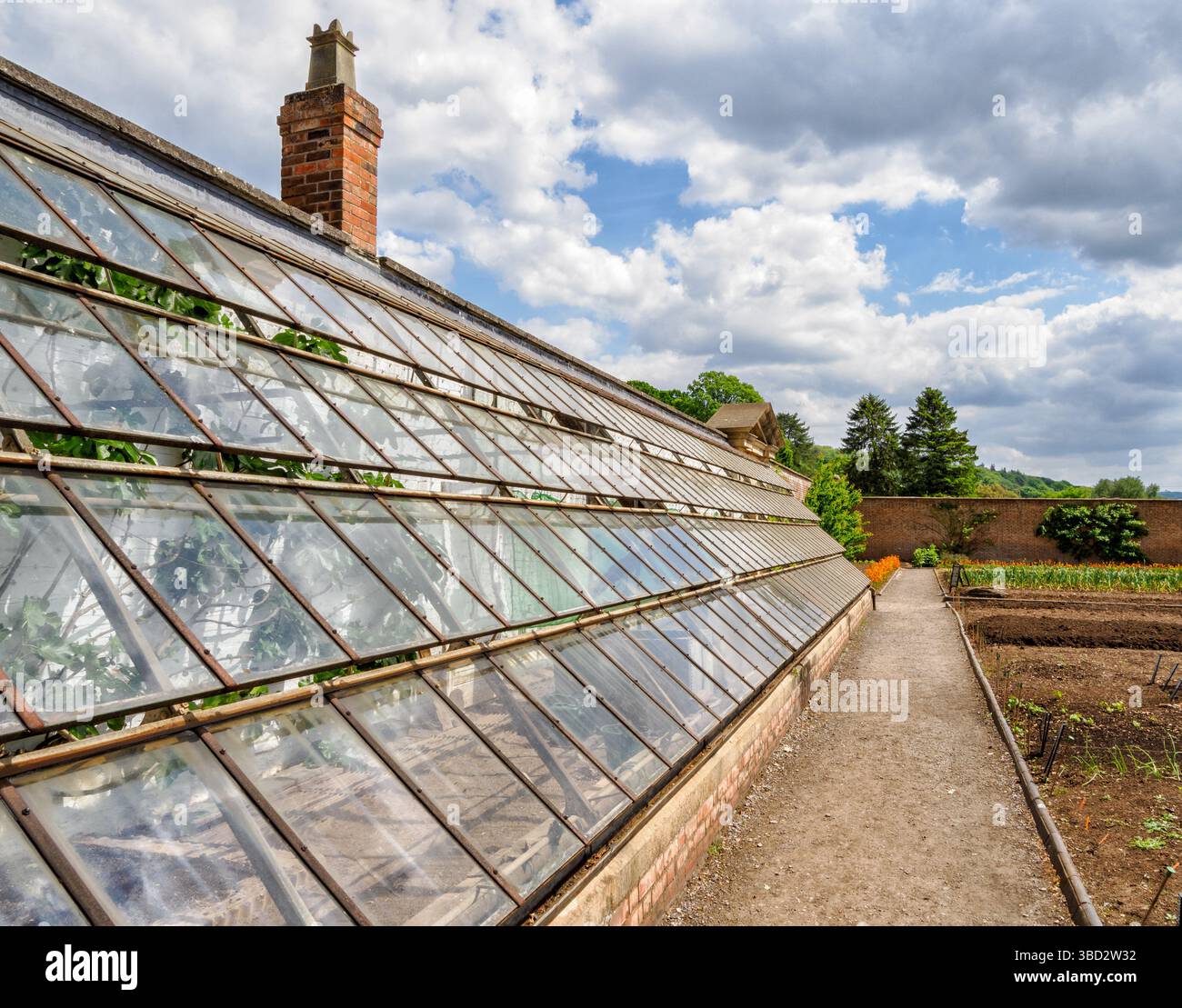 Serra a parete riscaldata e ventilata utilizzata per la coltivazione di alberi da frutto esotici nell'orto di Tyntesfield nel Somerset, Regno Unito Foto Stock