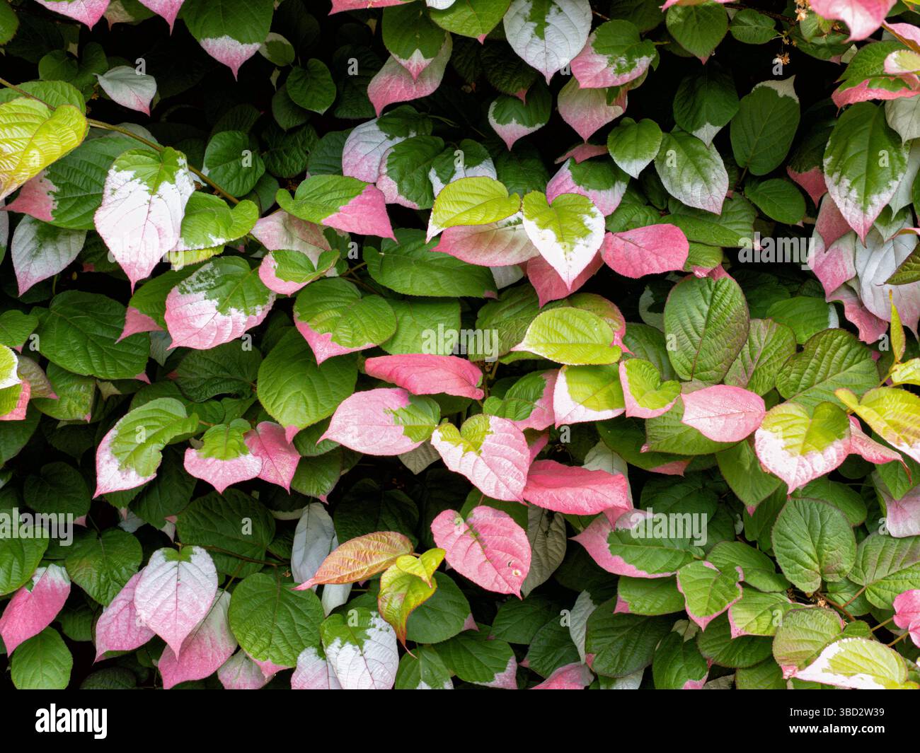 Attraenti foglie variegate rosa e bianco di Actinidia kolomikta la vite Kolomikta che copre un muro in un giardino del Gloucestershire UK Foto Stock