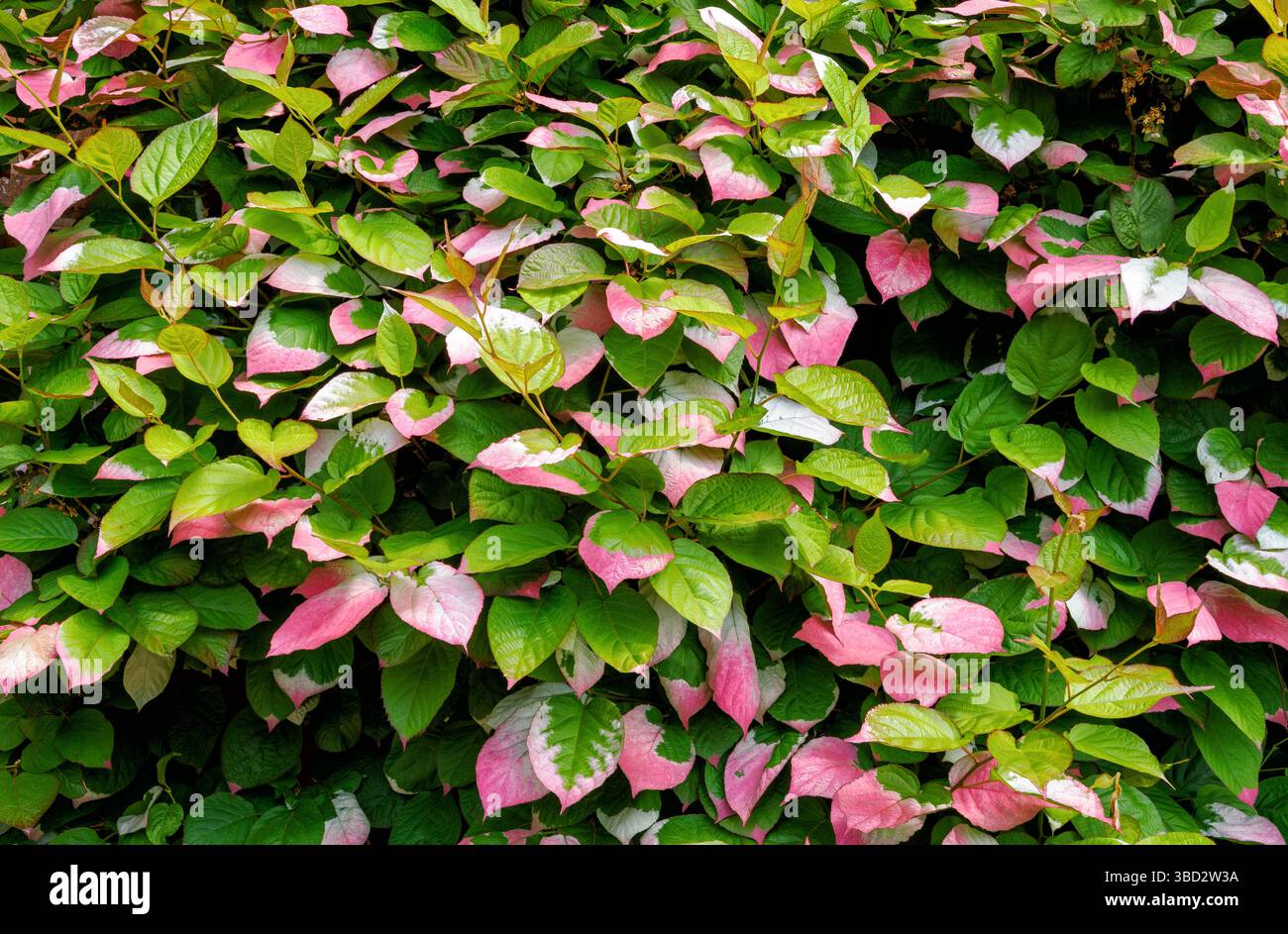 Attraenti foglie variegate rosa e bianco di Actinidia kolomikta la vite Kolomikta che copre un muro in un giardino del Gloucestershire UK Foto Stock