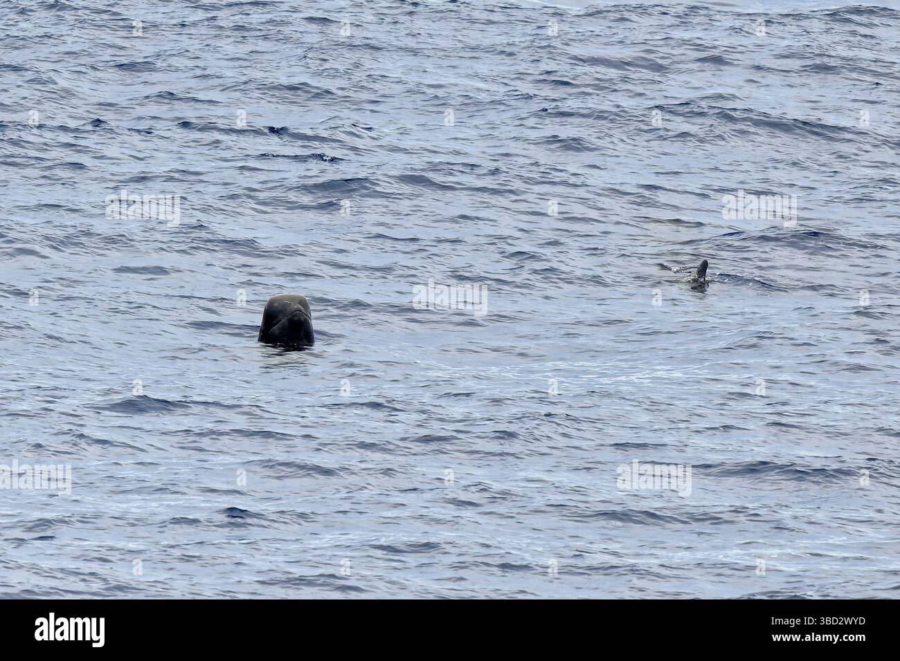 Spyhopping di balene pilota Foto Stock