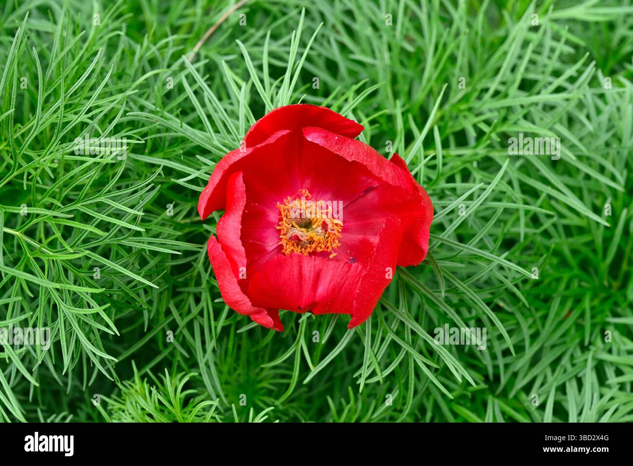 Fiori primaverili rossi vivaci e fogliame di peonia fernleaf, Paeonia tenuifolia UK Garden May Foto Stock