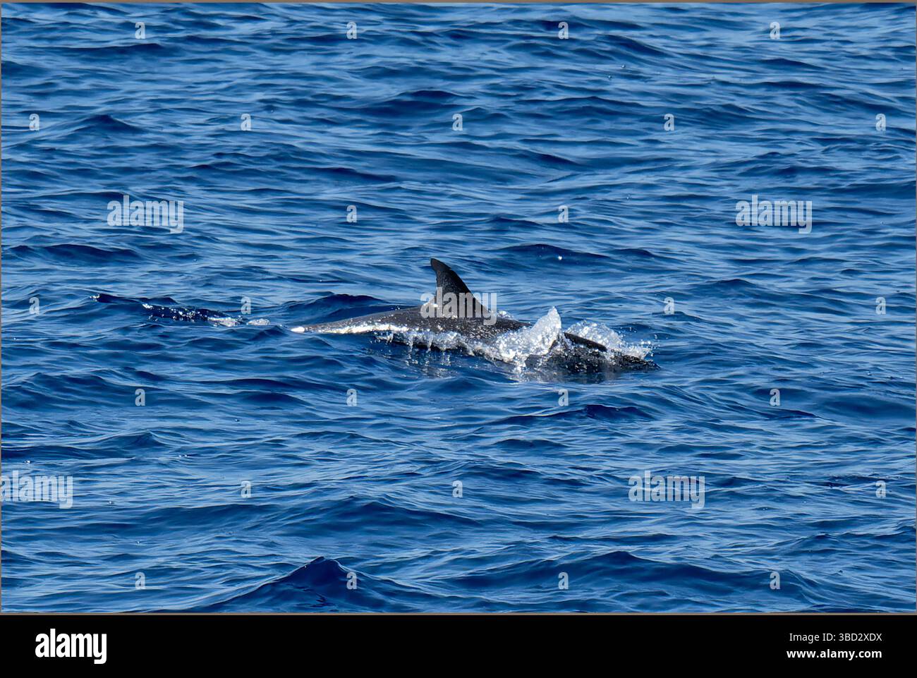 Acque pilota nelle acque brasiliane dell'atlantico meridionale Foto Stock