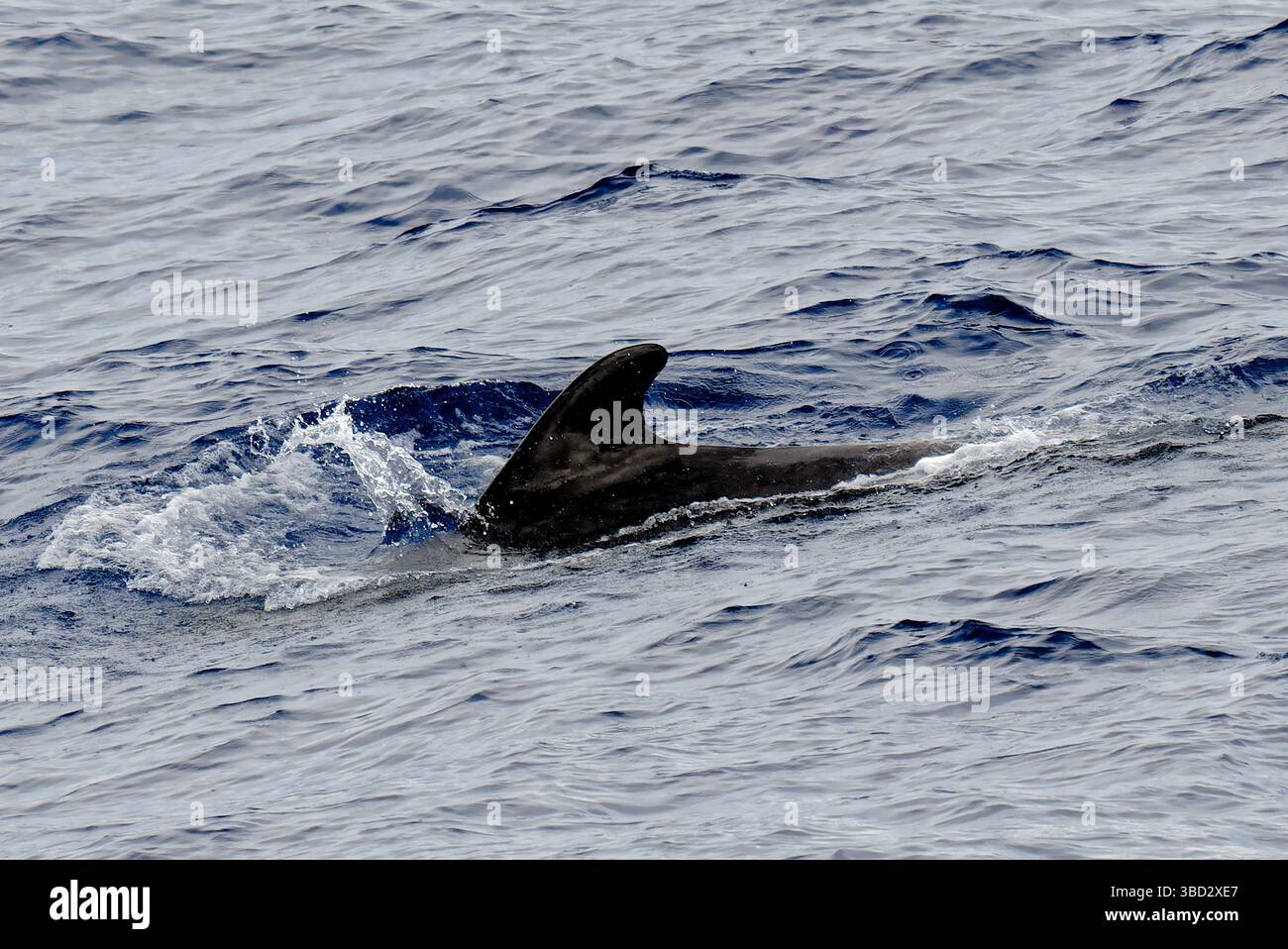 Acque pilota nelle acque brasiliane dell'atlantico meridionale Foto Stock
