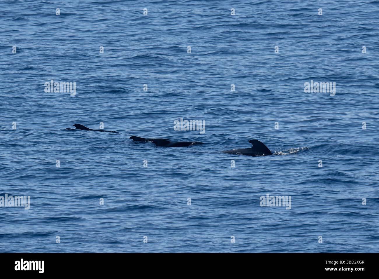 Balena pilota Foto Stock
