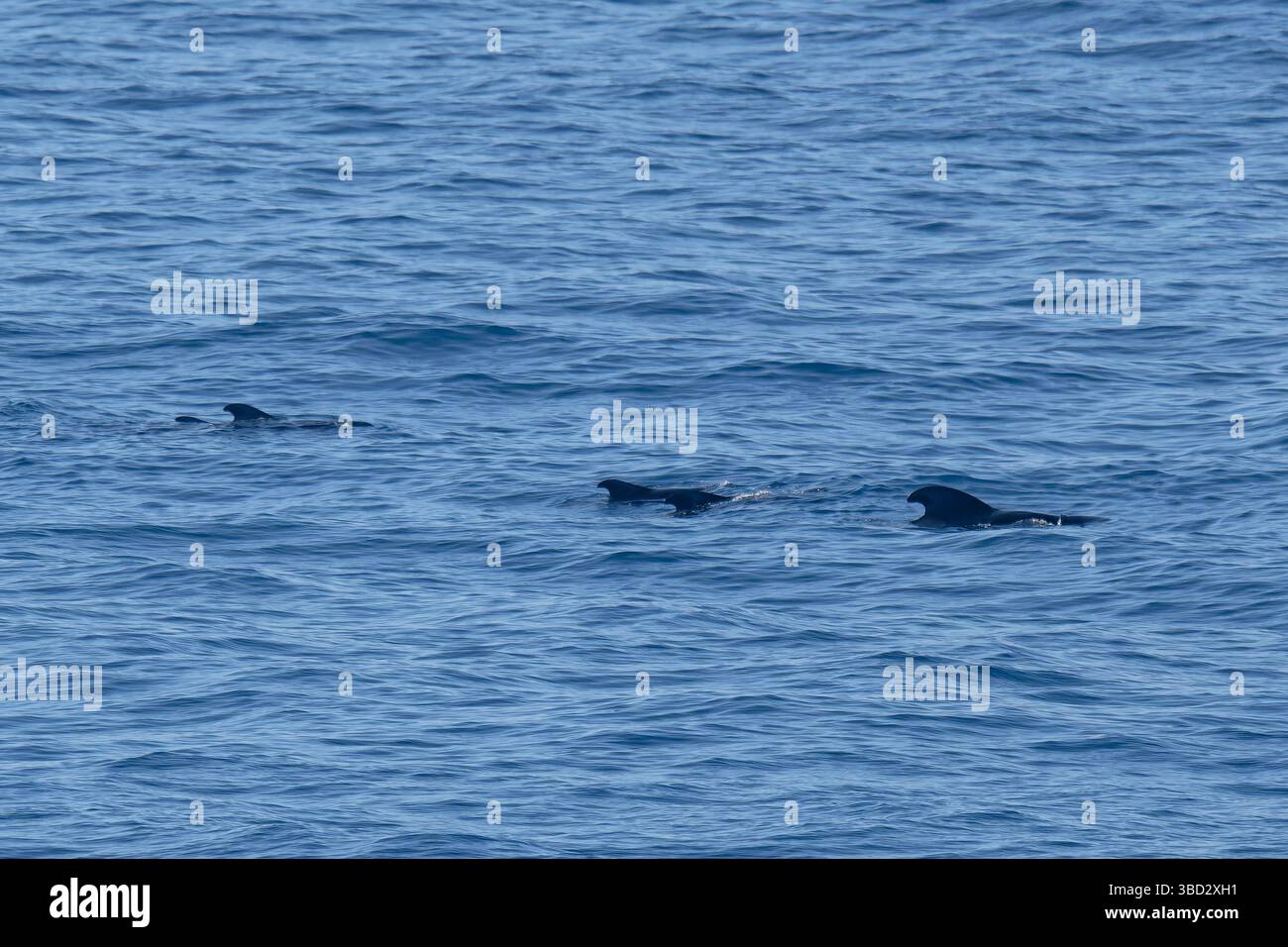 Balena pilota Foto Stock