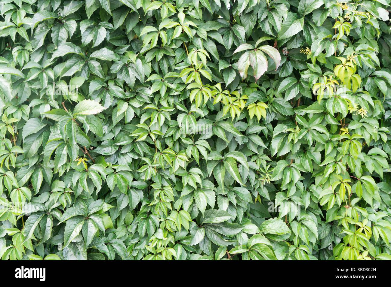 Dense foglie di edera verde. Sfondo naturale della parete. Crescita di piante rampicanti selvatiche. Lussureggiante struttura da giardino. Nuovo motivo fogliame. Scenario verde naturale. Foto Stock