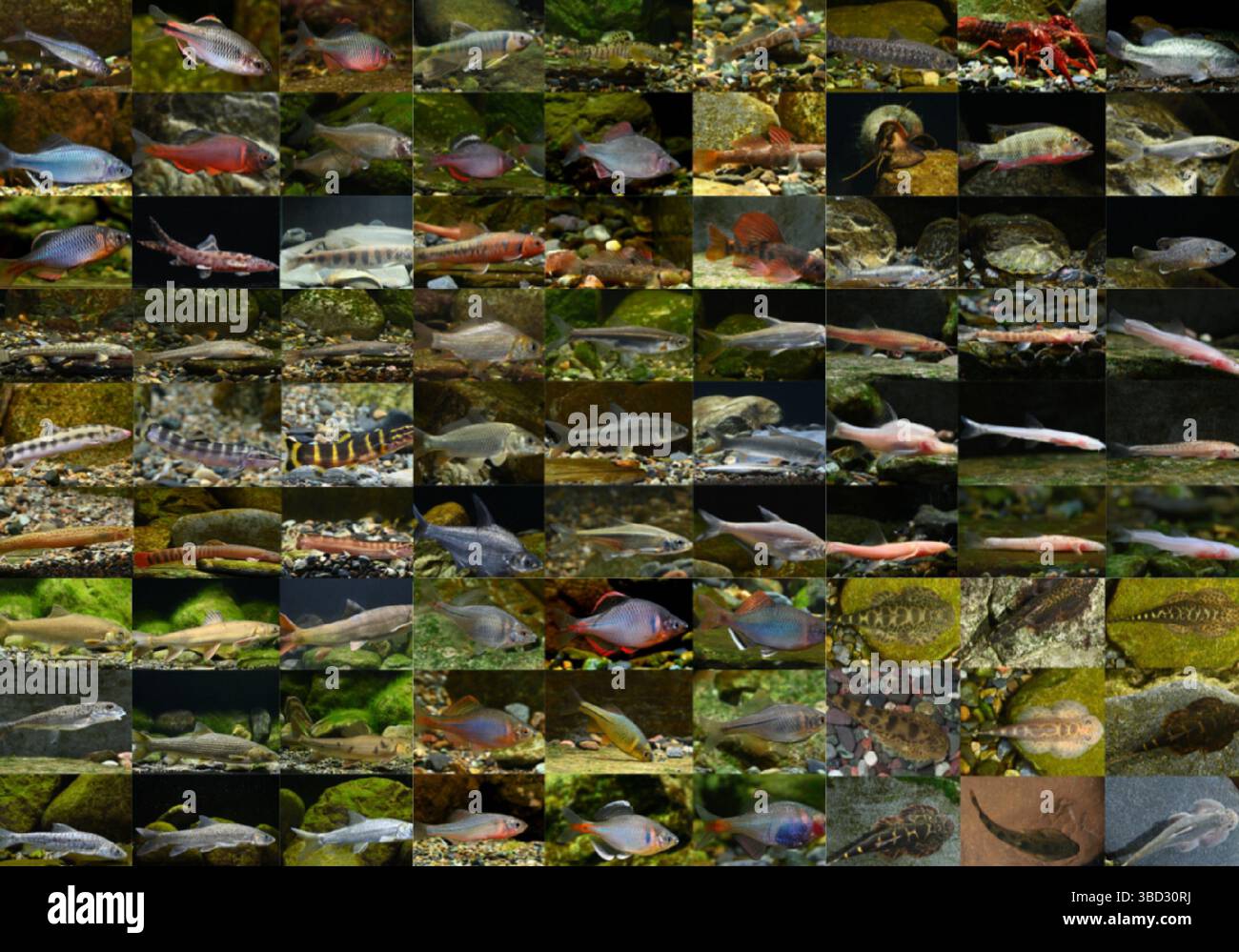 (250522) -- CHENGDU, 22 maggio 2025 (Xinhua) -- questa foto combinata di file non datata mostra alcune delle specie di pesci fotografate da Yu Yi. Nel laboratorio dell'Istituto di pesca dell'Accademia di Scienze Agrarie del Sichuan, Yu Yi, un ricercatore di 32 anni, ha regolato la lente macro e ha scattato una "foto d'identità" di un pesce d'acqua dolce nativo appena acquisito. Questo è il 498° pesce d'acqua dolce nativo cinese registrato da lui, che è un passo più vicino al suo obiettivo di "fotografare tutti i pesci d'acqua dolce nativi cinesi". Dalla scuola media, Yu ha sviluppato un forte interesse per la biologia e ha iniziato a imparare di più sul pesce. Foto Stock