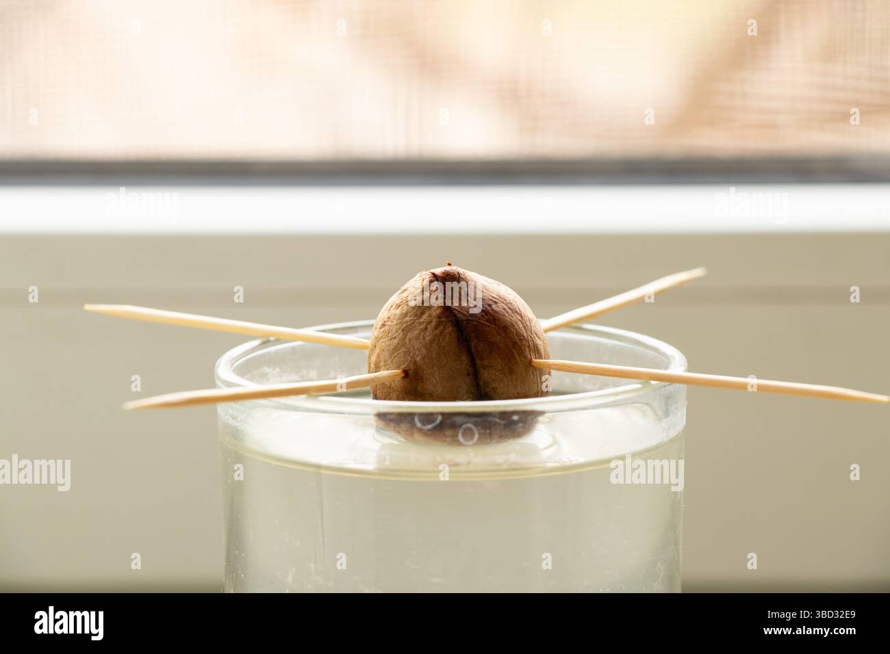 Coltivare avocado da un seme in un bicchiere sull'acqua a casa su un davanzale, coltivando avocado Foto Stock