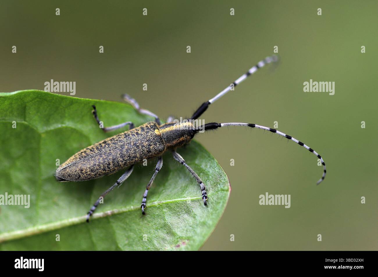 Golden-fiorì grigio Longhorn Beetle Agapanthia villoviridescens Foto Stock