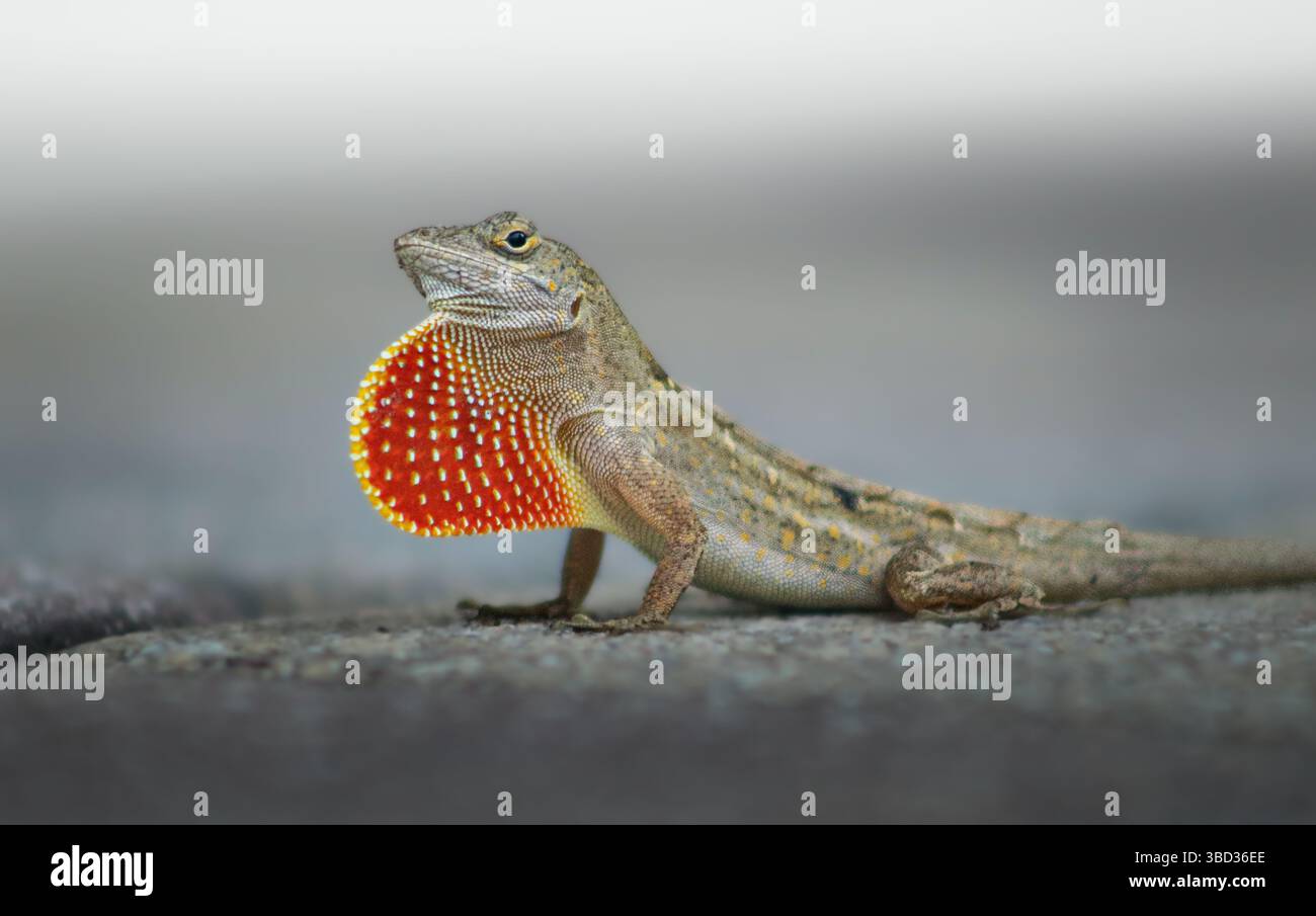 Brown Anole Lizard Foto Stock