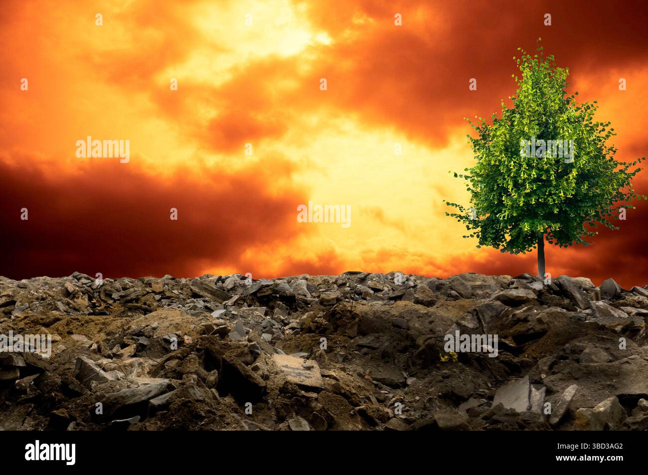 macerie e terreni asciutti con un albero verde che cresce da esso, speranza per un futuro migliore Foto Stock
