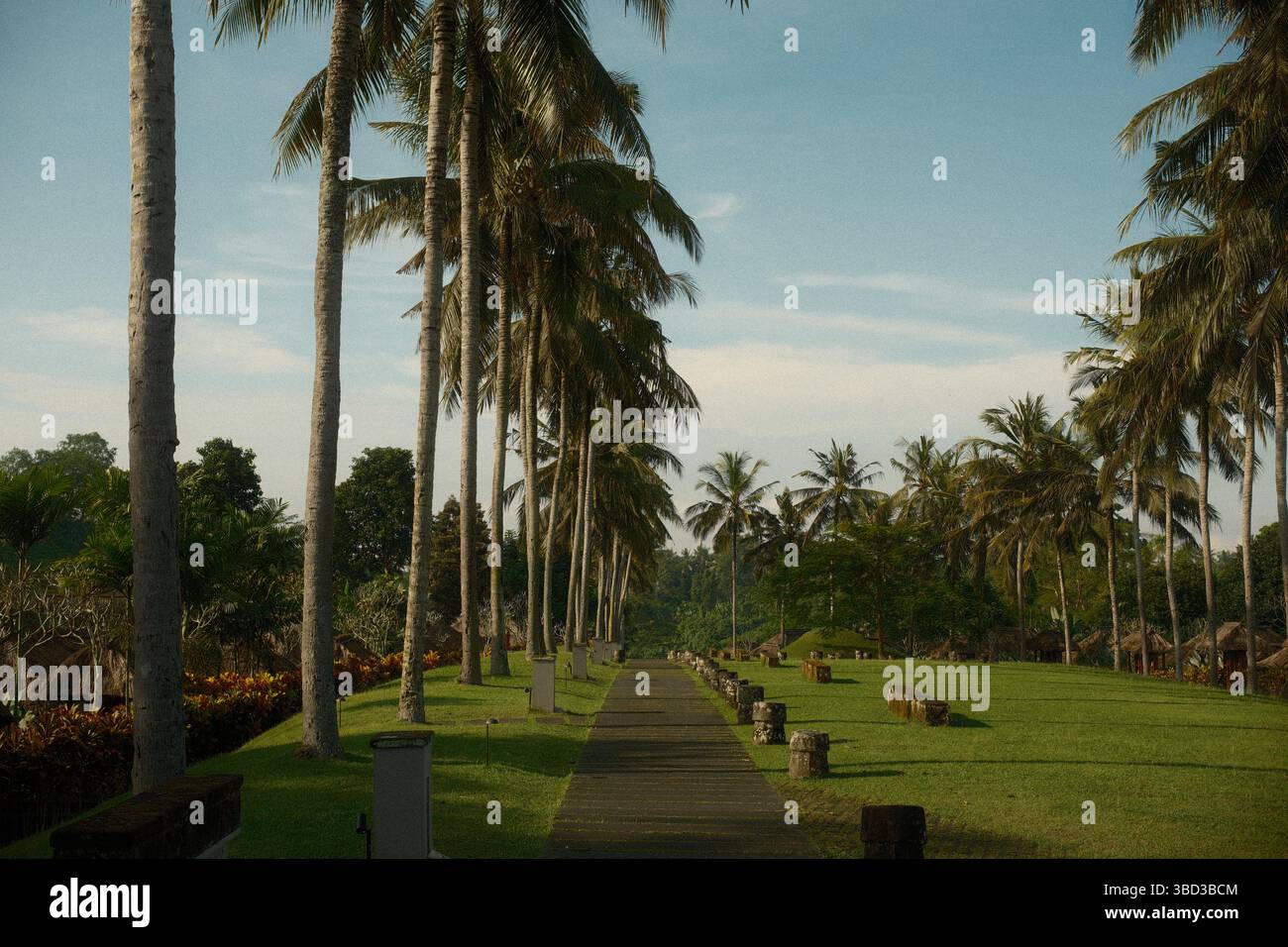 Tranquillo sentiero fiancheggiato da palme circondato da vegetazione lussureggiante e da un paesaggio tropicale Foto Stock