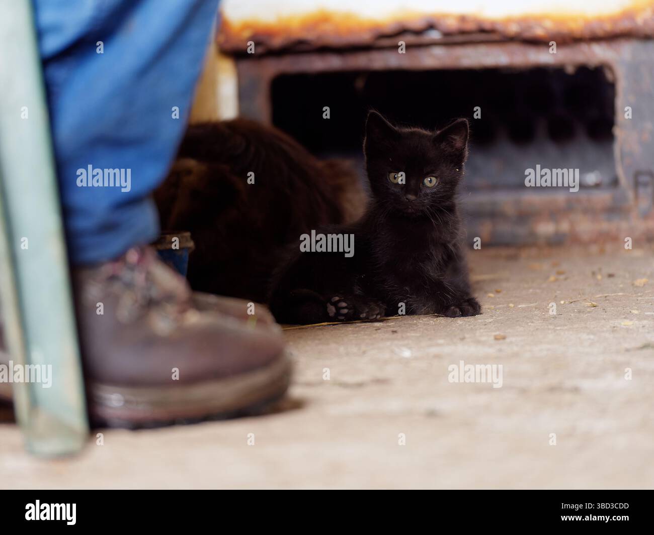 Gattino nero selvaggio con grandi orecchie all'interno di una capanna contadina in Italia. 22 maggio 2025 Foto Stock