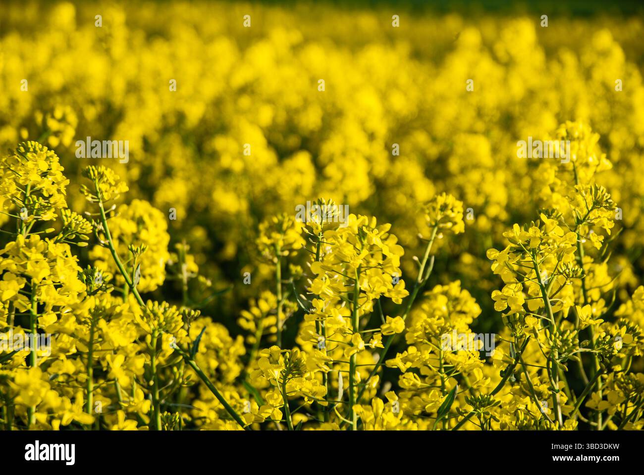 Lussureggiante campo di canola giallo in piena fioritura con luce del sole che mostra vivaci petali e dense foilage sotto un cielo azzurro. Foto Stock