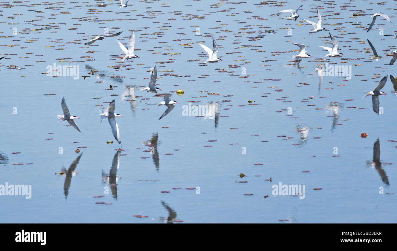Uno stormo di uccelli che volano sopra un corpo d'acqua. Gli uccelli sono bianchi e neri. L'acqua è calma e limpida Foto Stock