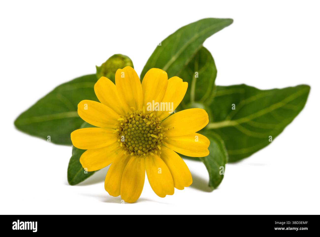 Fiore di zinnia messicano strisciante isolato su bianco Foto Stock
