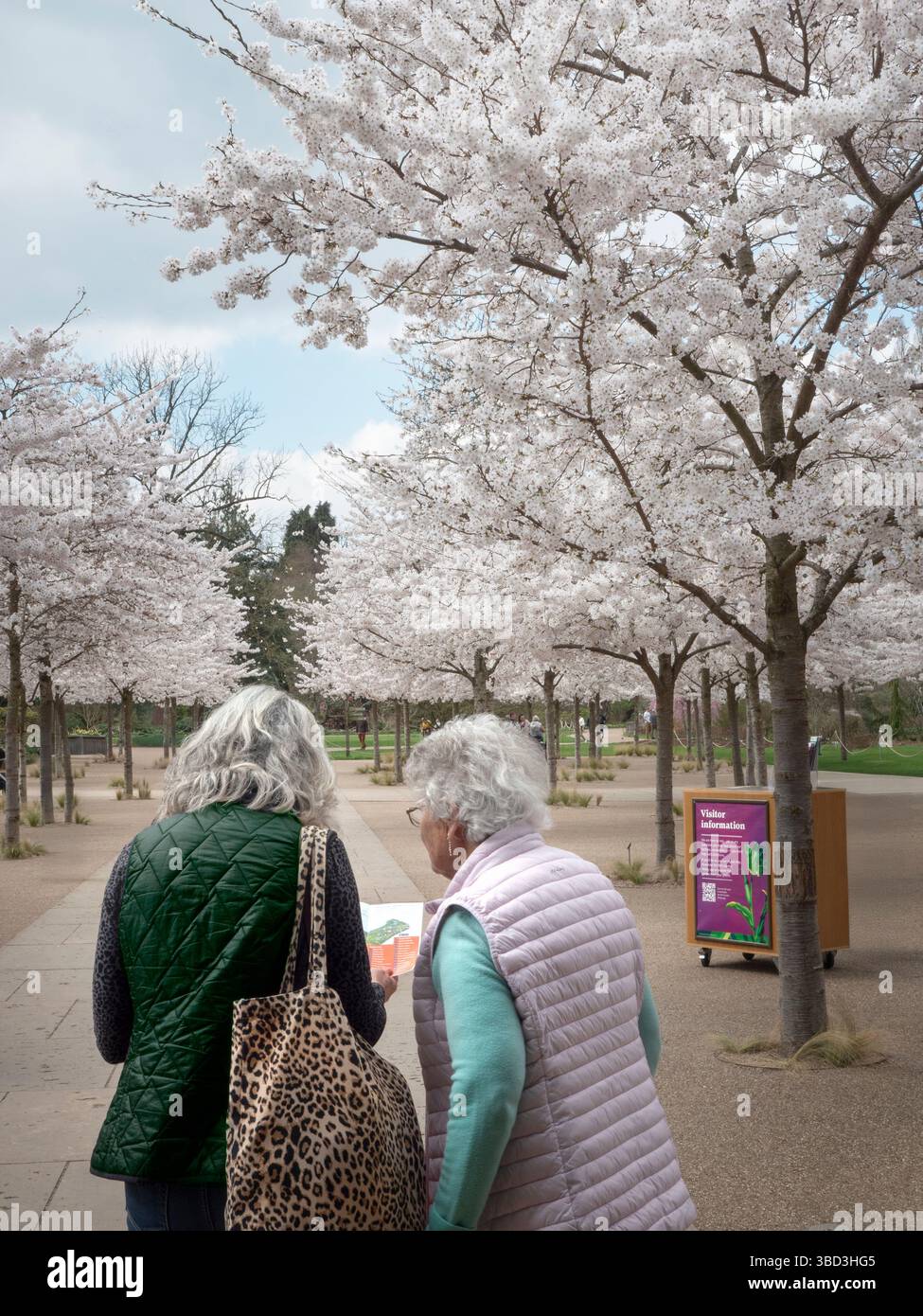 La primavera dei Wisley Gardens fiorisce con madre e figlia e la mappa dei giardini Wisley in una avenue of Yoshino Cherry Blossom Wisley RHS Gardens UK Foto Stock
