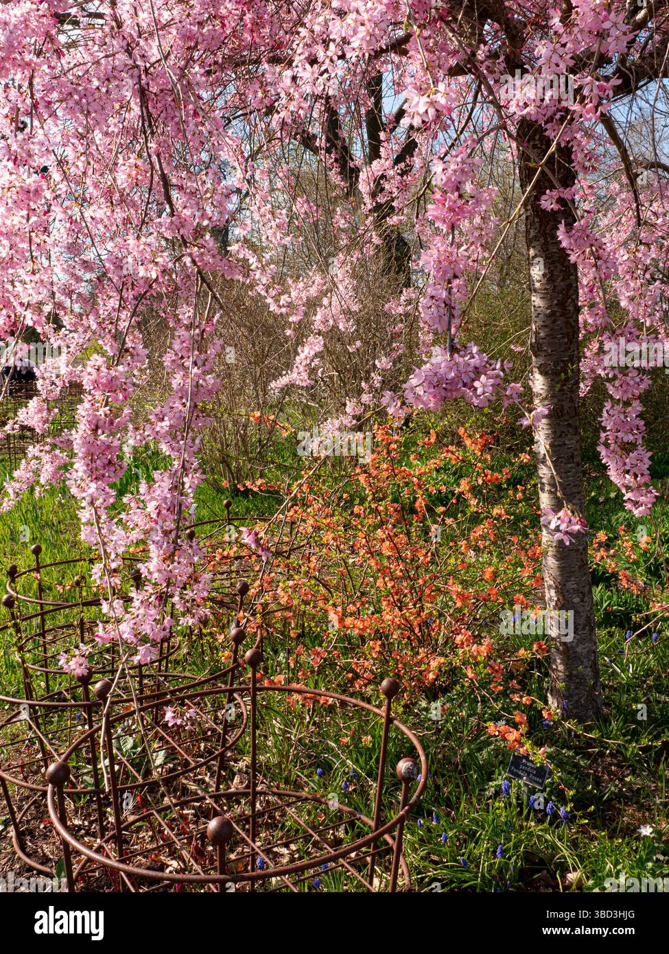 CHEALS PIANGENTE CILIEGIO con PENDULA pendolare prunus ROSEA dietro a RHS Wisley Gardens Surrey Regno Unito Foto Stock
