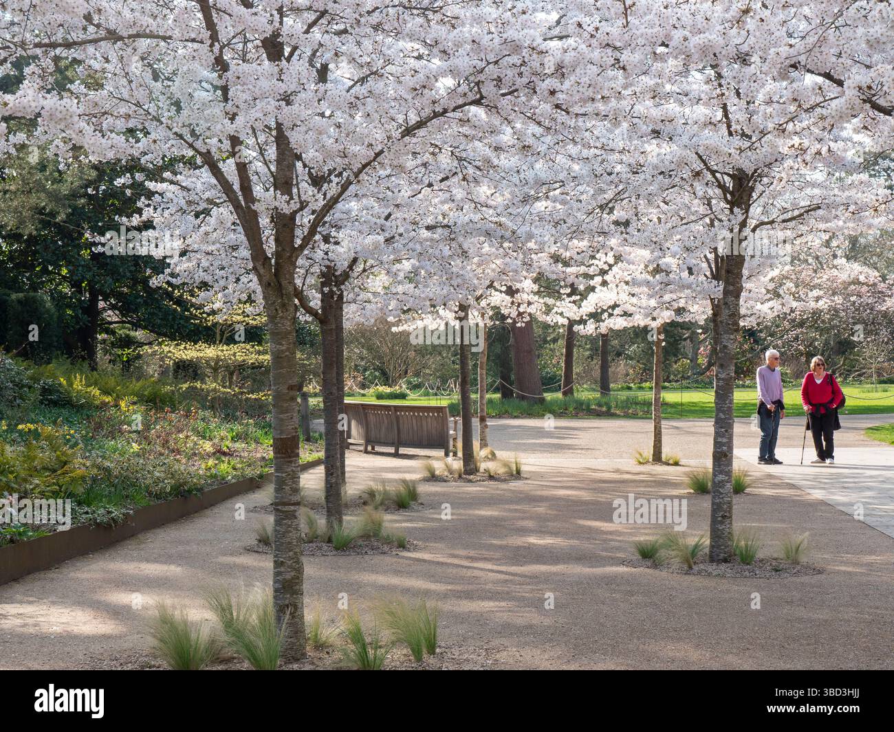 RHS WISLEY SPRING YOSHINO CHERRY Prunus x yedoensis fioritura primaverile giapponese viale degli alberi con due camminatori nordici RHS Wisley Gardens Surrey Regno Unito Foto Stock