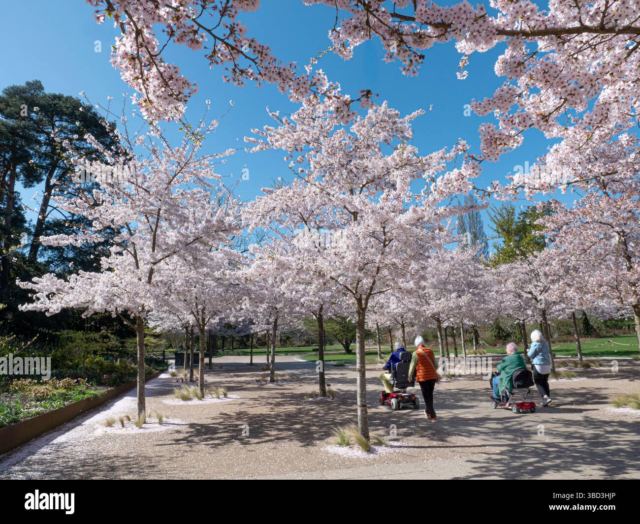 RHS WISLEY SPRING YOSHINO CHERRY Prunus x yedoensis con 2 scooter mobili che navigano su avenue of Cherry Blossom Trees presso RHS Wisley Gardens Surrey UK Foto Stock