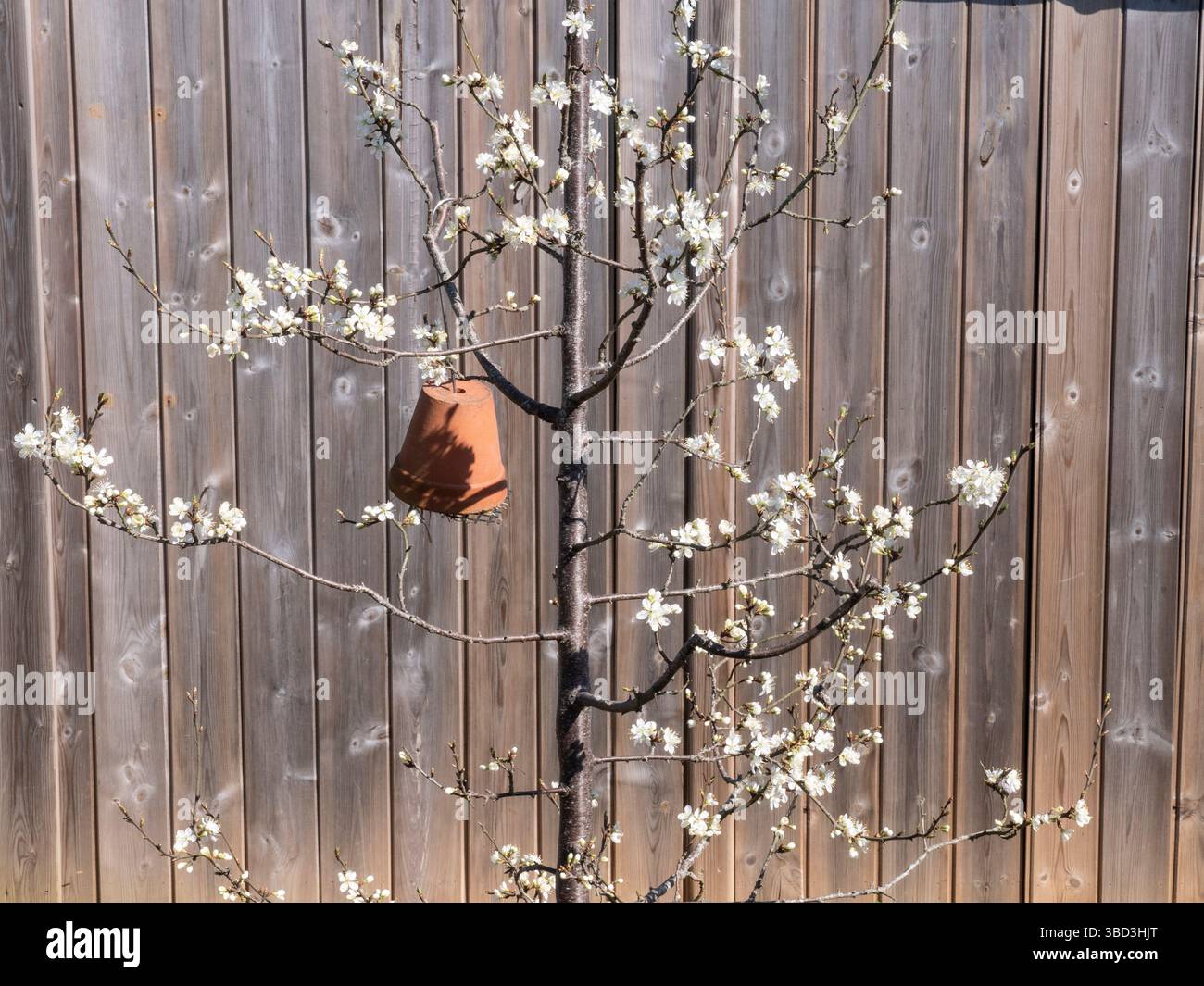 PRUNUS institia Prune Damson. Prunus con fiori luminosi in primavera, Bug hotel appeso su un ramo del Surrey Garden UK Foto Stock