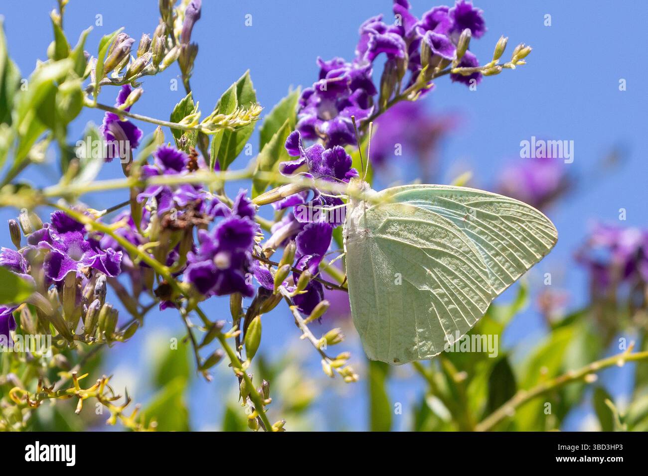 Farfalla migrante africana (Catopsilia florella), raccolta di nettare su Goden Dewdrop (Duranta erecta), Capo Occidentale, Sudafrica. Impollinazione dell'impollinatore Foto Stock