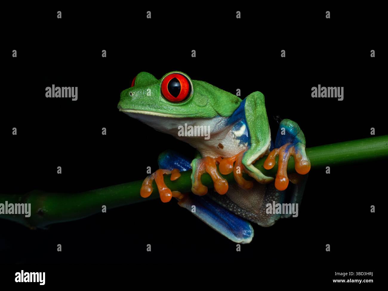Flora e fauna tropicali Foto Stock
