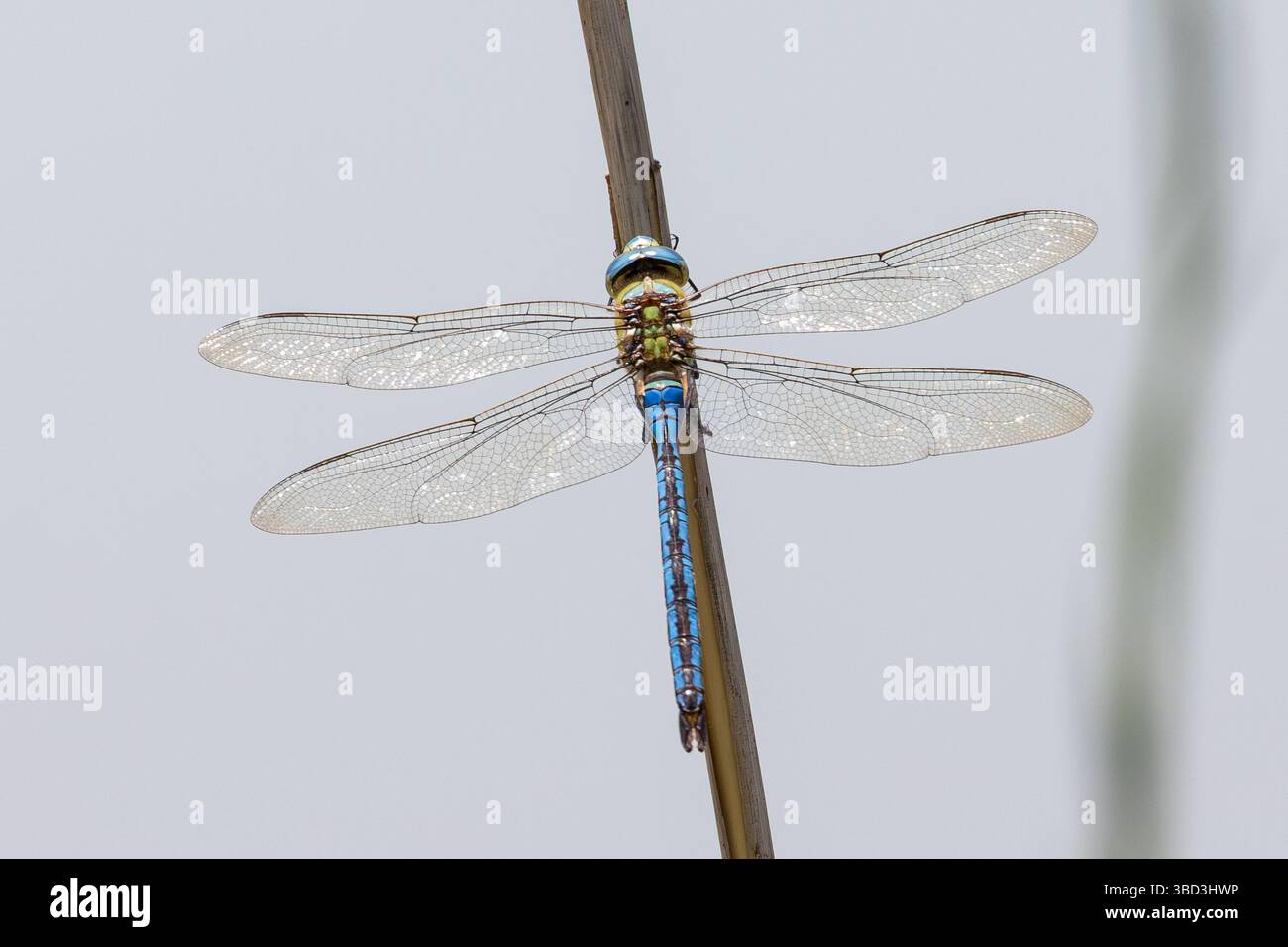 Blue Emperor (Anax imerator) libellula da falco verde e blu arroccata su canne di Capo Occidentale, Sudafrica. Dettaglio ala vista superiore Foto Stock Blue Emperor (Anax imerator) libellula da falco verde e blu arroccata su canne di Capo Occidentale, Sudafrica. Dettaglio ala vista superiore Foto Stock