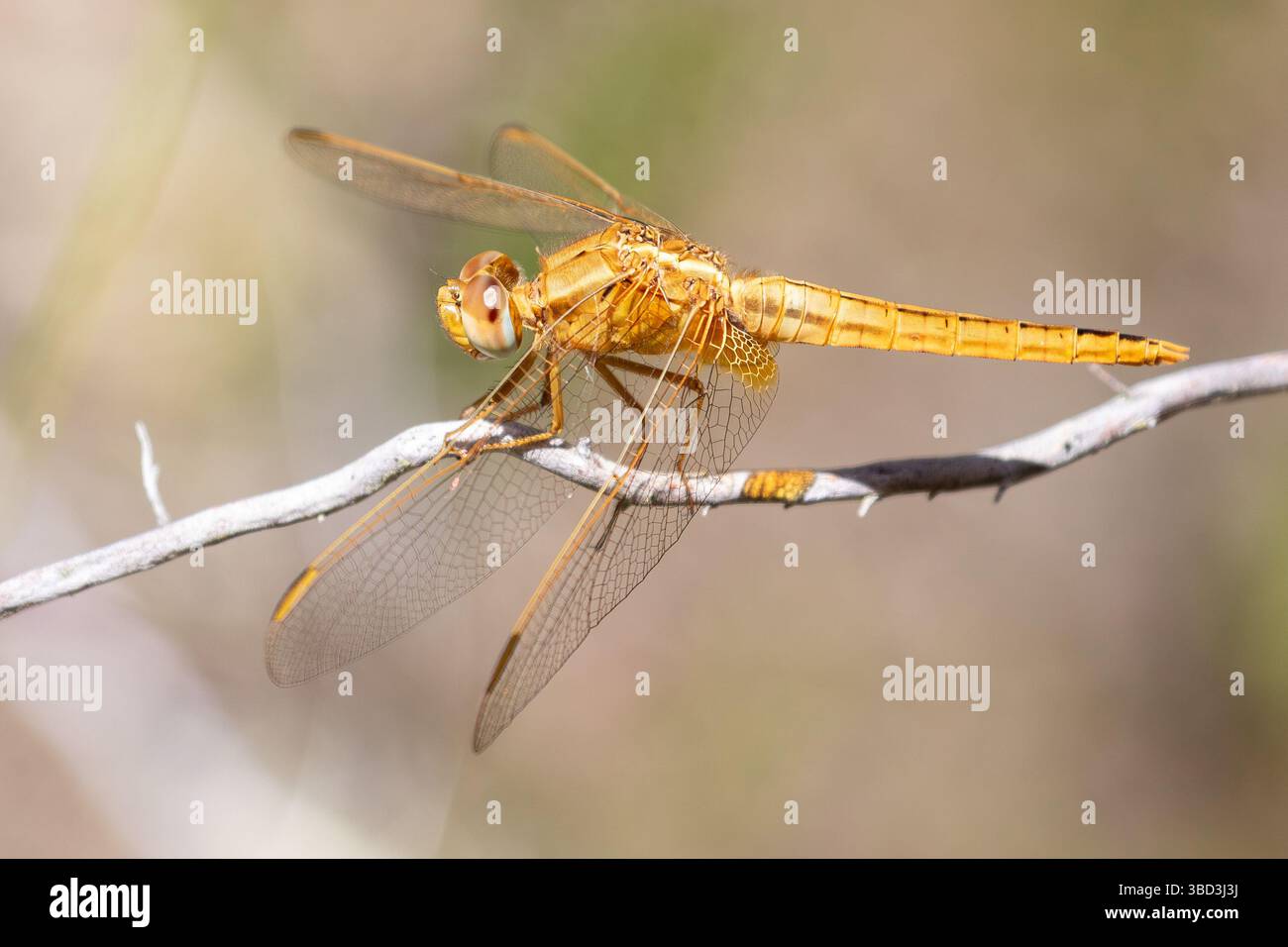 Dragonfly ampia femmina (Crocothemis erythraea) arroccata sul lato del ramoscello, Capo Occidentale, Sudafrica Foto Stock