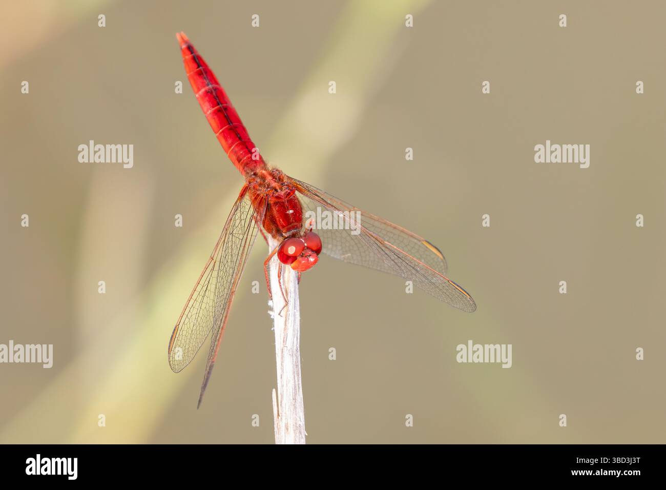 Libellula scarlatta maschile (Crocothemis erythraea) arroccata su ramoscello, Capo Occidentale, Sudafrica, dettaglio ala, vista frontale Foto Stock