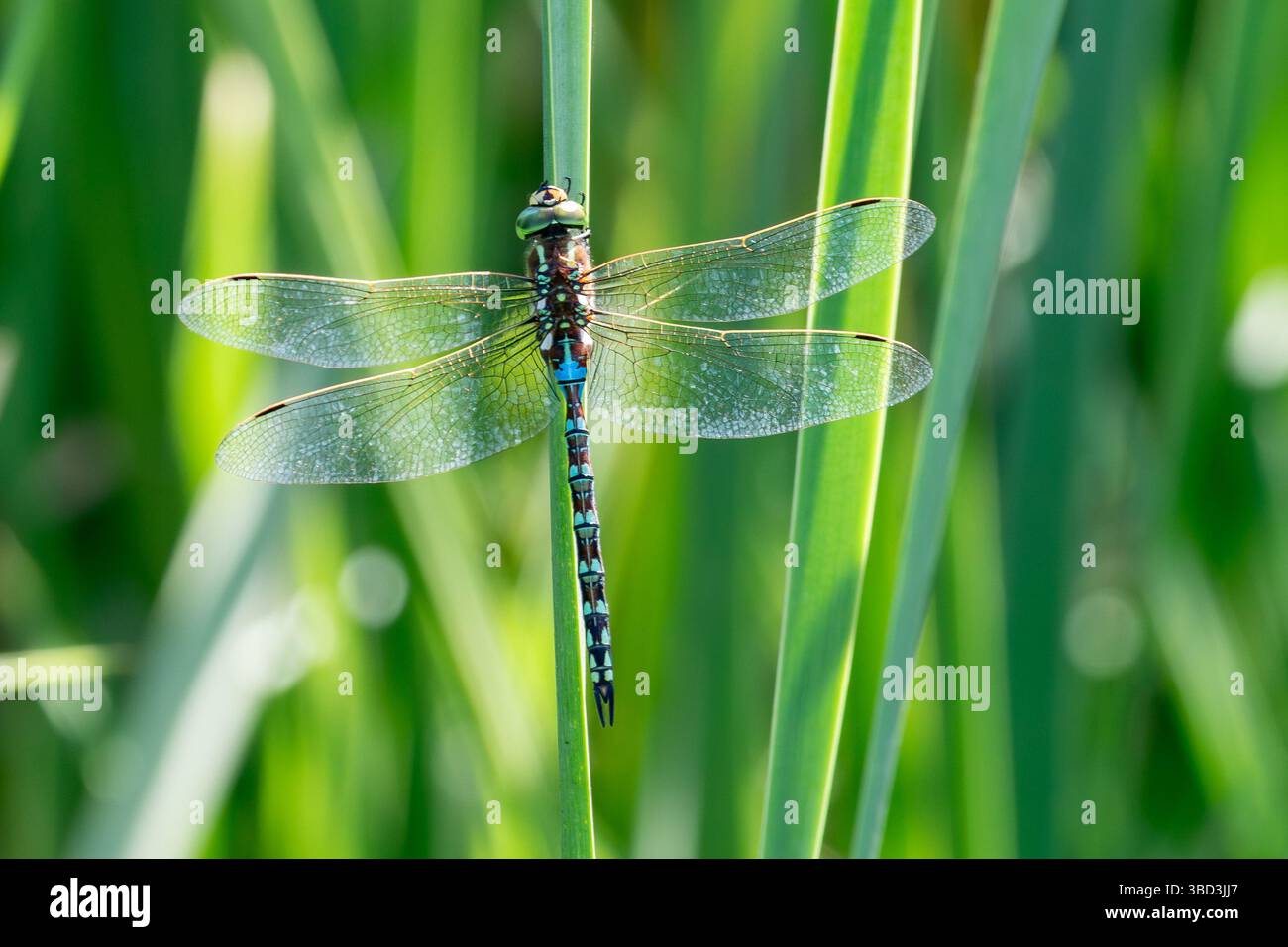 Amico Hawker (Zosteraeschna minuscula) maschio libellula arroccato sulle canne i Noordhoek Wetlands, Capo Occidentale, Sud Africa, dettaglio ala e addome Foto Stock