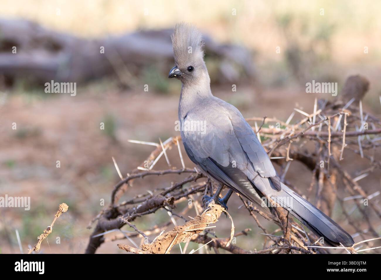 Uccello da asporto grigio, Loerie grigia o Turaco grigio (Corythaixoides concolor) arroccato nella savana di acacia, Shingwedzi, Limpopo, Sudafrica Foto Stock