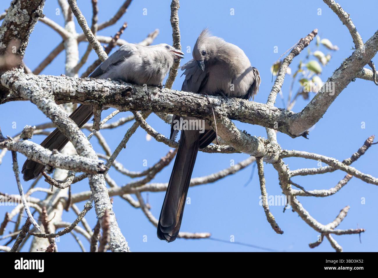 Coppia di grigi da asporto, Grey Loerie o Grey Turaco (Corythaixoides concolor) arroccati nel bosco, Limpopo, Sudafrica Foto Stock