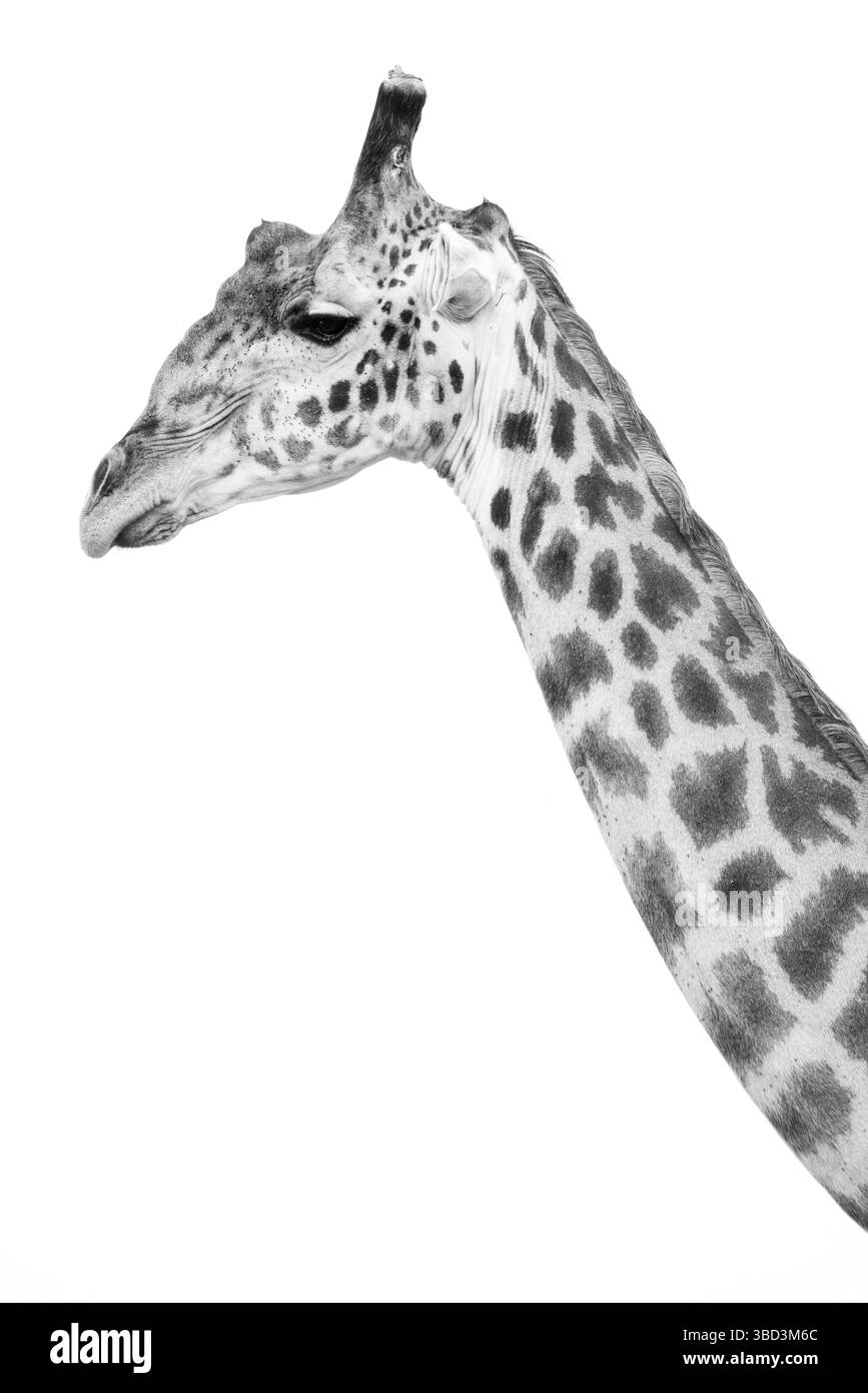 Immagine in bianco e nero della giraffa Foto Stock