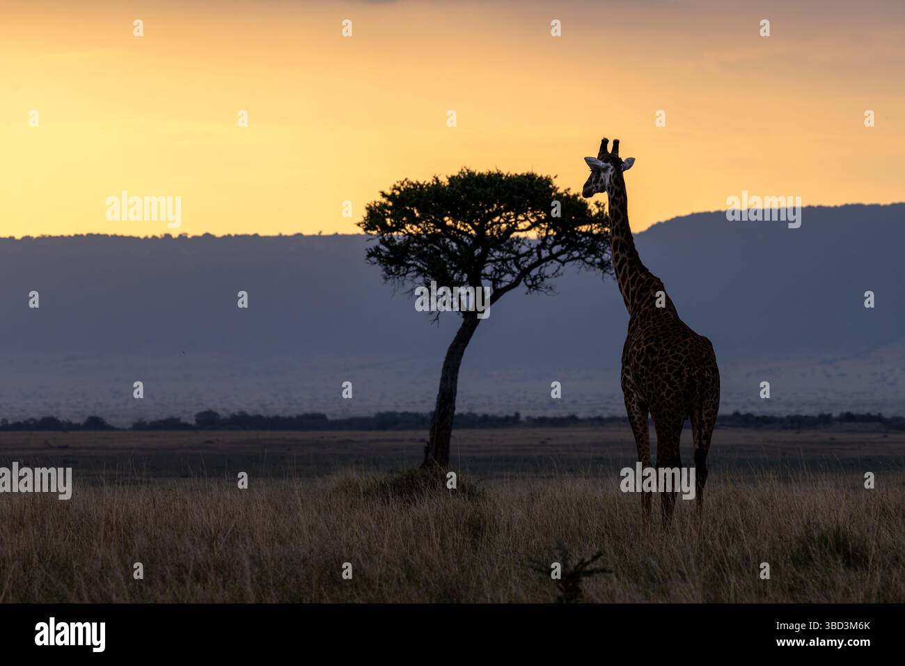 La giraffa silhouette al tramonto Foto Stock