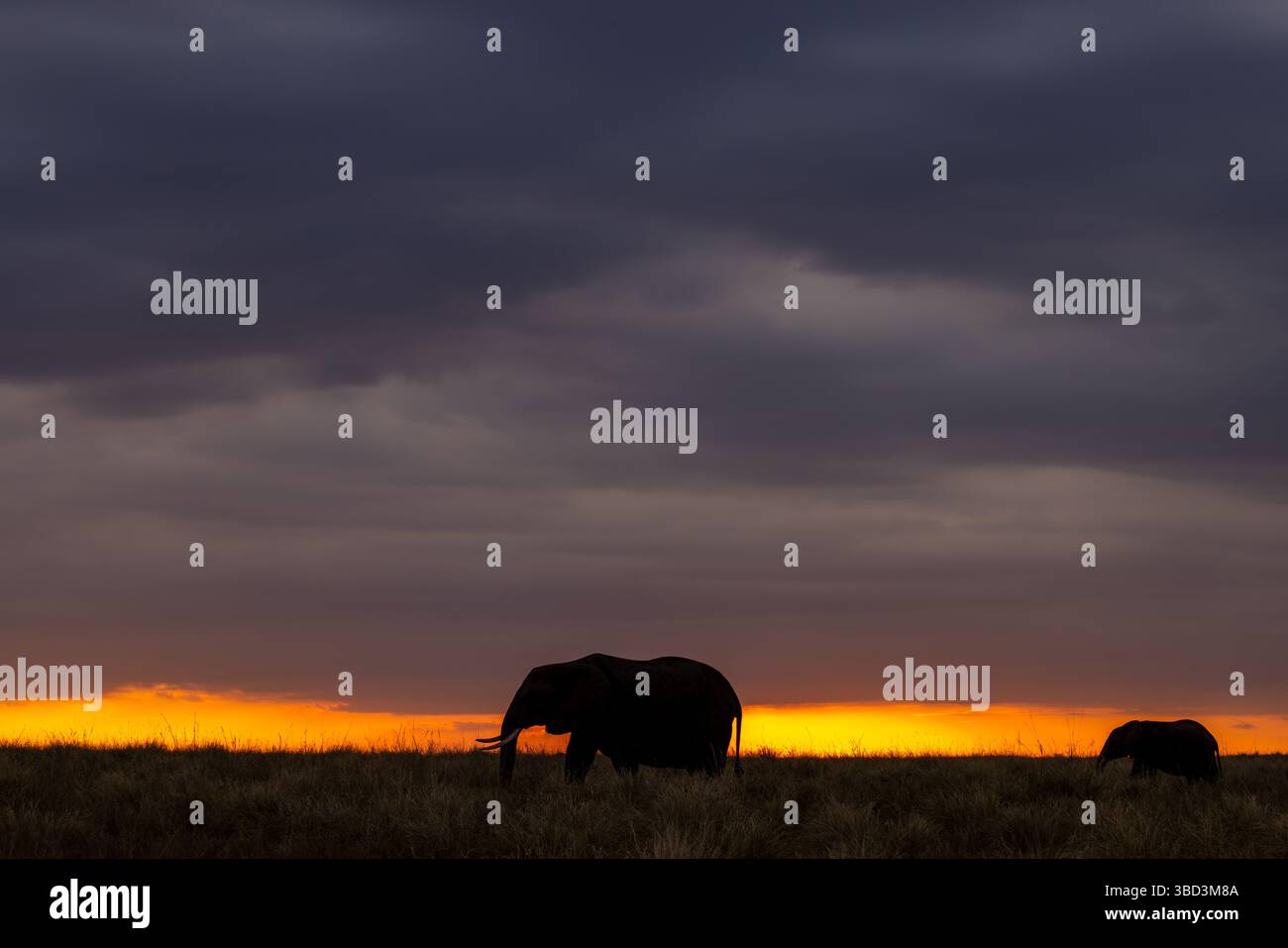 Silhouette di elefante al tramonto sul Masai Mara, Kenya Foto Stock