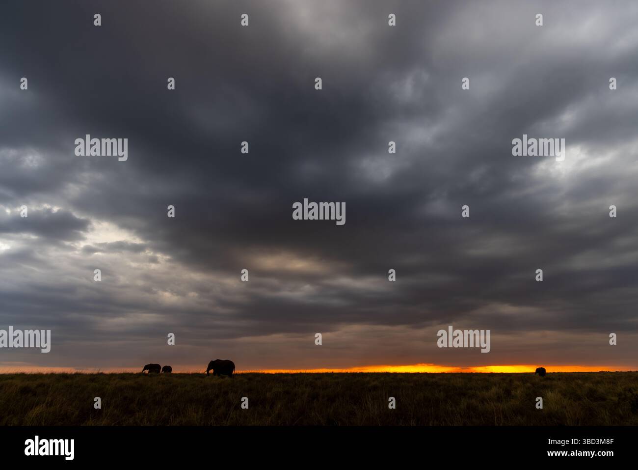 Silhouette di elefante al tramonto sul Masai Mara, Kenya Foto Stock