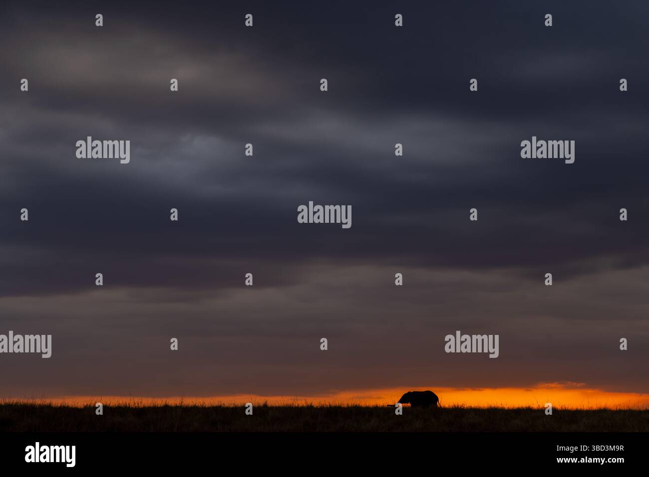 Silhouette di elefante al tramonto sul Masai Mara, Kenya Foto Stock