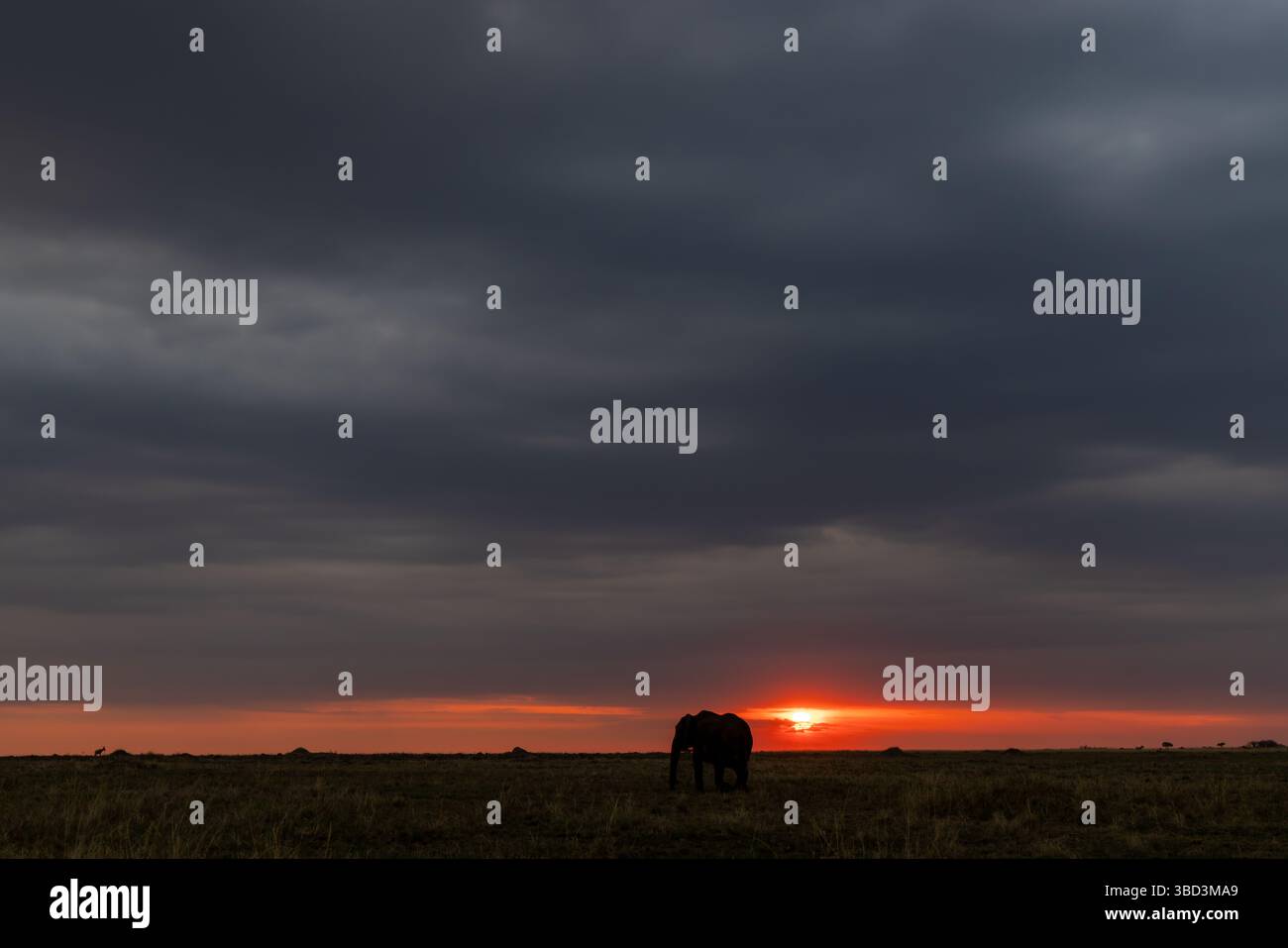 Silhouette di elefante al tramonto sul Masai Mara, Kenya Foto Stock
